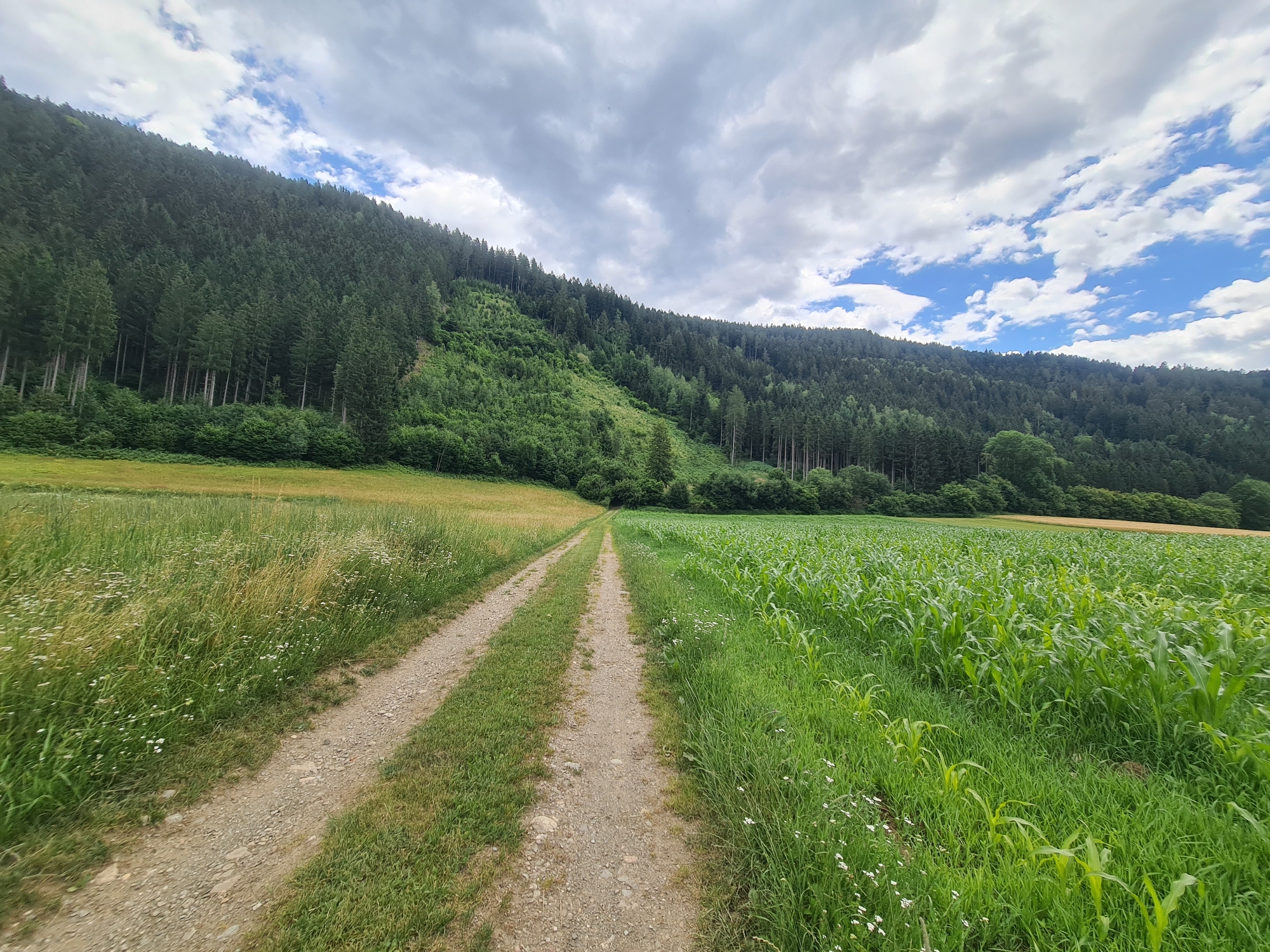 The image depicts a rural landscape featuring a dirt path leading through agricultural fields towards a densely forested hillside. The path is flanked by a grassy meadow on the left and a field of young corn plants on the right. The cornfield exhibits rows of vibrant green stalks. Beyond the fields, a steep, tree-covered slope rises, with numerous evergreen trees forming a continuous canopy. The sky above is partly cloudy, with a mix of gray and white clouds against patches of blue. The scene appears to be a natural environment, likely in the vicinity of Feldkirchen in Kärnten, Austria, given the characteristic mountainous and forested terrain. There are no people or animals visible in the image. The lighting suggests daytime, likely late morning or early afternoon, with soft natural light.