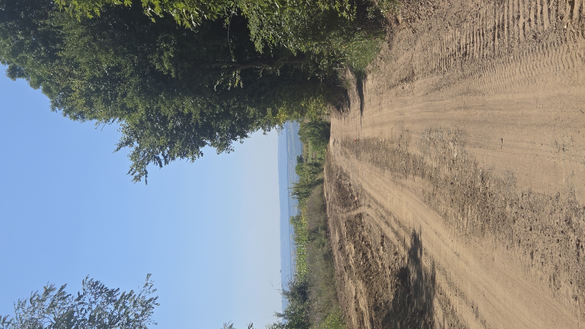 The image shows a dirt road leading into a rural landscape under a clear blue sky. The road is textured with tire tracks and appears to be undergoing some form of construction or maintenance, with loose soil visible on the left side. Lush green trees line the right side of the road, with sparser vegetation and fields of crops visible in the distance. The horizon is marked by a distant body of water and rolling hills. The scene is devoid of any people or animals.