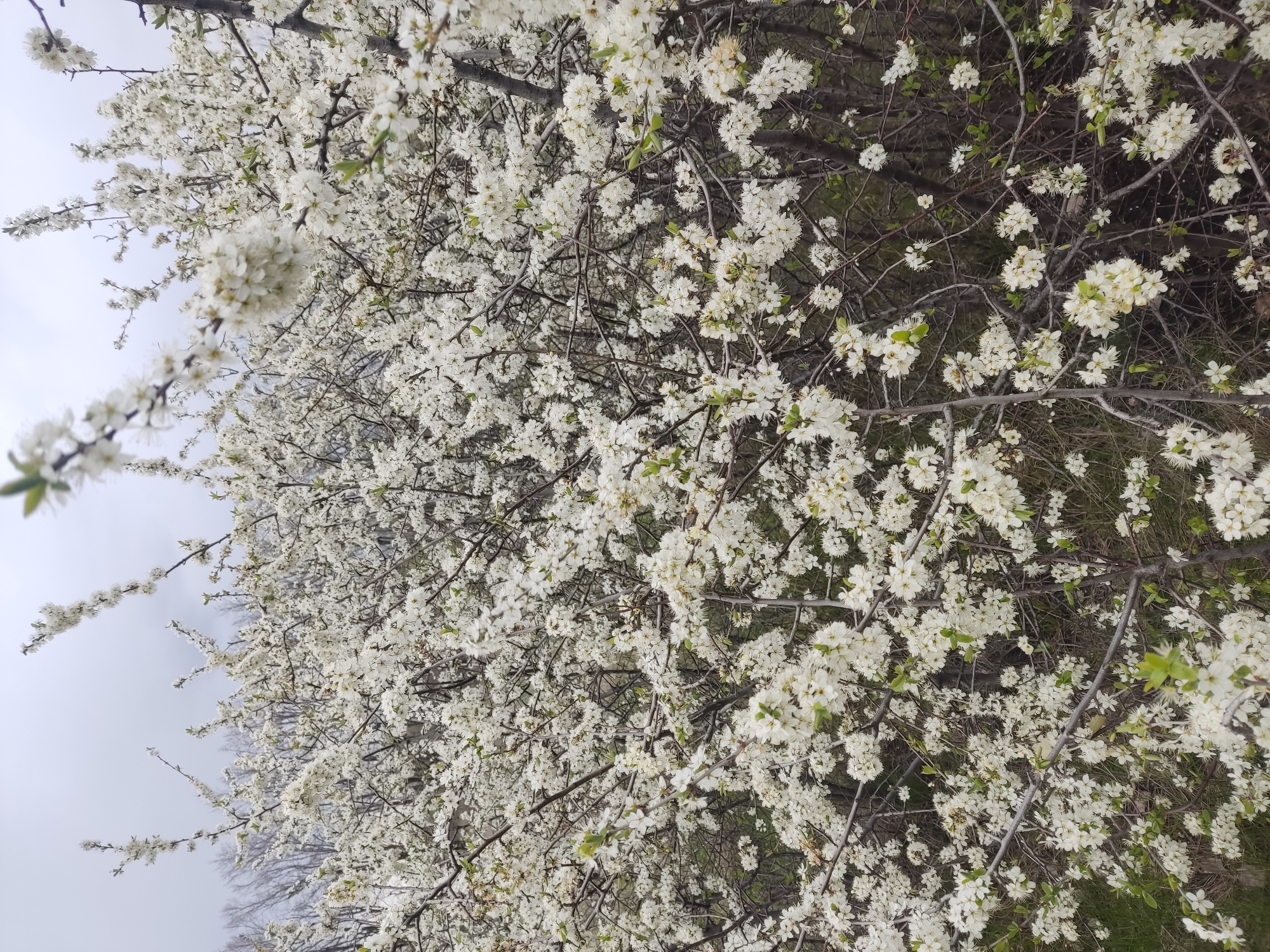 The media file presents a vibrant close-up view of a tree or large shrub in full bloom, captured from a low angle and originally in portrait orientation, now rotated. The primary subject is a dense canopy of white flowers, completely covering the intricate network of dark brown and grey branches.
**Subjects:** The main subject is a flowering deciduous tree or large shrub. The blossoms are small, five-petaled, and snow-white, with delicate yellow stamens visible in their centers. Interspersed among the abundant flowers are tiny, bright green leaves that are just beginning to emerge, indicating the early stages of spring growth. The bare branches create a dark, complex structure beneath the white floral display. In the background, a soft, light grey, overcast sky is visible on the left side of the frame, providing a gentle contrast to the blossoms. Towards the right and within the deeper parts of the shrub, darker green and brown hints suggest other foliage or ground cover.
**Activity or event taking place:** The image captures the natural phenomenon of a tree in full blossom, characteristic of springtime. It depicts a moment of natural beauty and renewal.
**Notable details:** The time of day is daytime, under an overcast sky, which provides diffused lighting and accentuates the brightness of the white petals. The weather appears mild and cloudy. The sheer volume and density of the white flowers are particularly striking, creating a frothy, cloud-like appearance. The composition emphasizes the profusion of blooms, with branches laden with flowers filling most of the frame. There is no visible text in the image. The location context for this scene is Khrustalnyi, Ukraine.