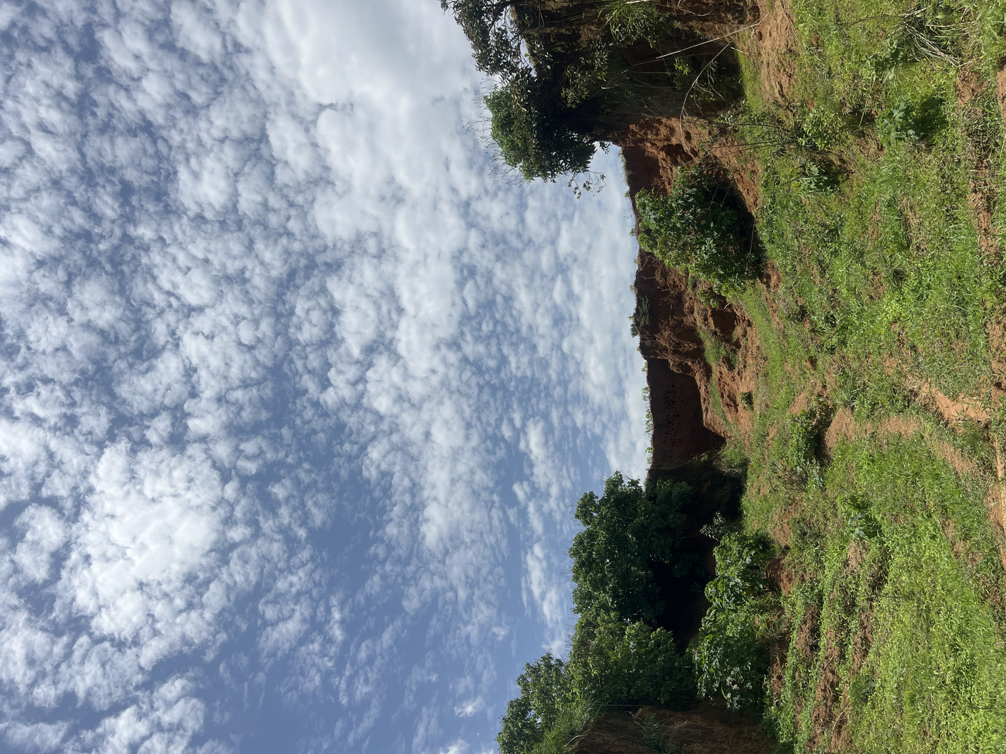 The image depicts a natural landscape characterized by red earth formations and lush green vegetation under a bright blue sky filled with scattered white clouds. The scene is likely a ravine or a gully, with steep, eroded sides composed of reddish-brown soil. Dense green foliage, including trees and bushes, grows on the edges of these formations and on the slopes. The ground in the foreground is covered in a thick carpet of grass and smaller plants, with a discernible dirt path winding through it. The overall impression is one of a natural, somewhat rugged environment. Given the context, this could be a typical natural formation found in or around the city of Jos, Nigeria, known for its plateau landscape and areas prone to erosion. There are no people or any man-made objects visible in the scene.