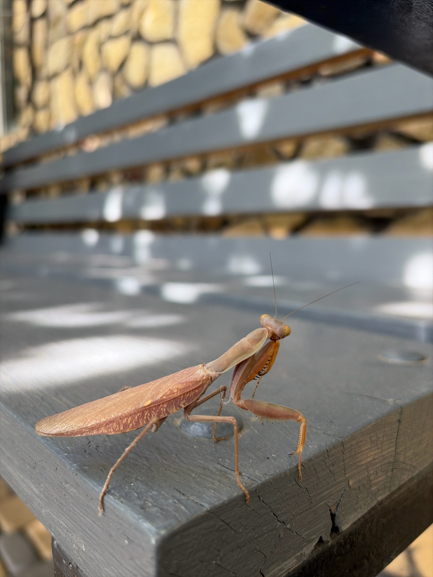 The image shows a praying mantis resting on a weathered, dark gray wooden bench. The bench is positioned in front of a light-colored stone wall, possibly part of a building or a garden feature. Sunlight filters through some unseen structure above, casting dappled shadows on the bench. The praying mantis is positioned in the foreground, facing to the right, with its body extended and its forelegs raised in a characteristic predatory stance. Its wings are folded over its back. The background is blurred, emphasizing the sharp detail of the insect and the texture of the bench. The location is identified as Oxentea, Moldova.