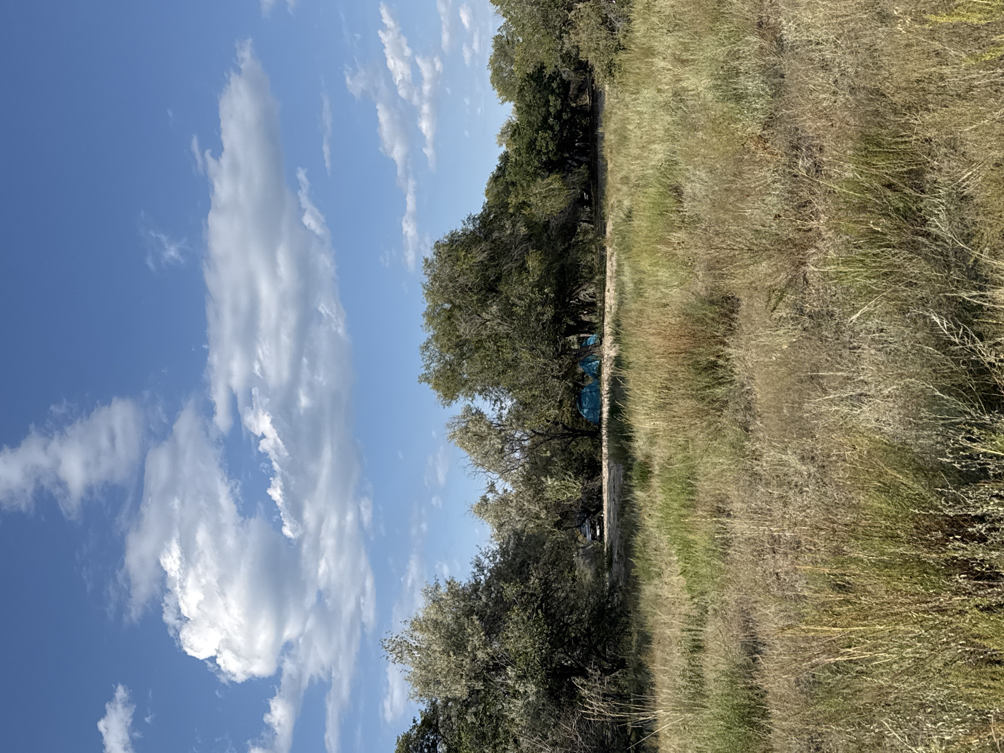 A high-angle, medium shot captures a dry, grassy field in Basbeshik, Kyrgyzstan, under a bright blue sky with scattered white clouds. In the middle ground, a cluster of trees creates a shaded area where a light-colored vehicle is parked, and two teal-colored tents are visible, suggesting a campsite. The foreground is dominated by tall, dry grass, with some patches of green interspersed throughout. The lighting indicates it is daytime, with the sun casting shadows. No people are visible in the image.