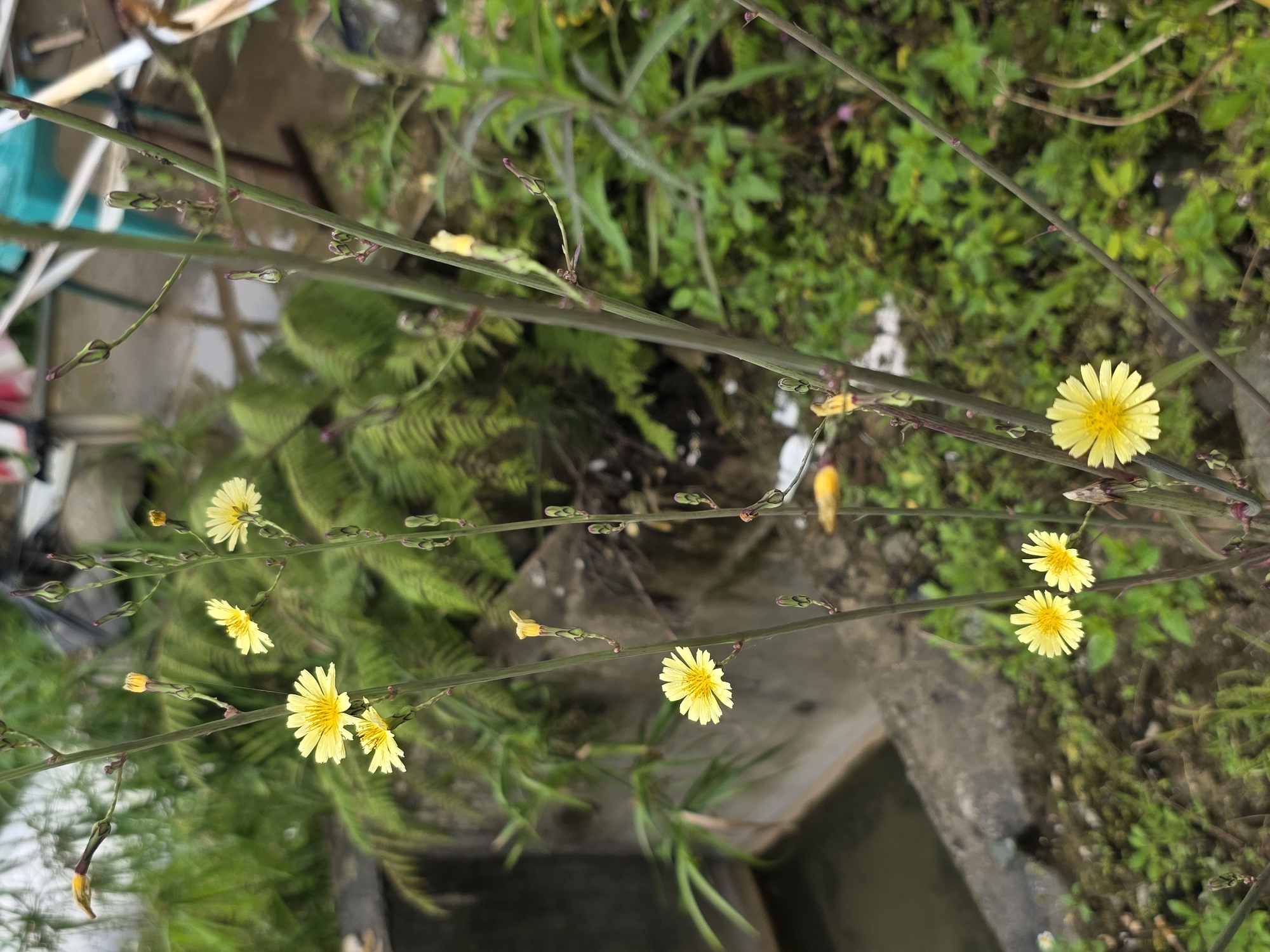 A close-up, eye-level, medium shot captures a cluster of small, yellow, daisy-like flowers on thin, vertical stems, set against a blurred background of lush green foliage and a concrete structure in the city of Unknown, Indonesia. The flowers have delicate, pointed petals and yellow centers, with some appearing fully bloomed and others as closed buds. The stems are dark brown and support the blooms and buds at various points. The background consists of out-of-focus green leaves and ferns, and a section of a gray concrete wall with a dark opening, possibly a canal or drainage ditch. The lighting is soft, suggesting an overcast day. The overall scene depicts a naturalistic setting within an urban environment.