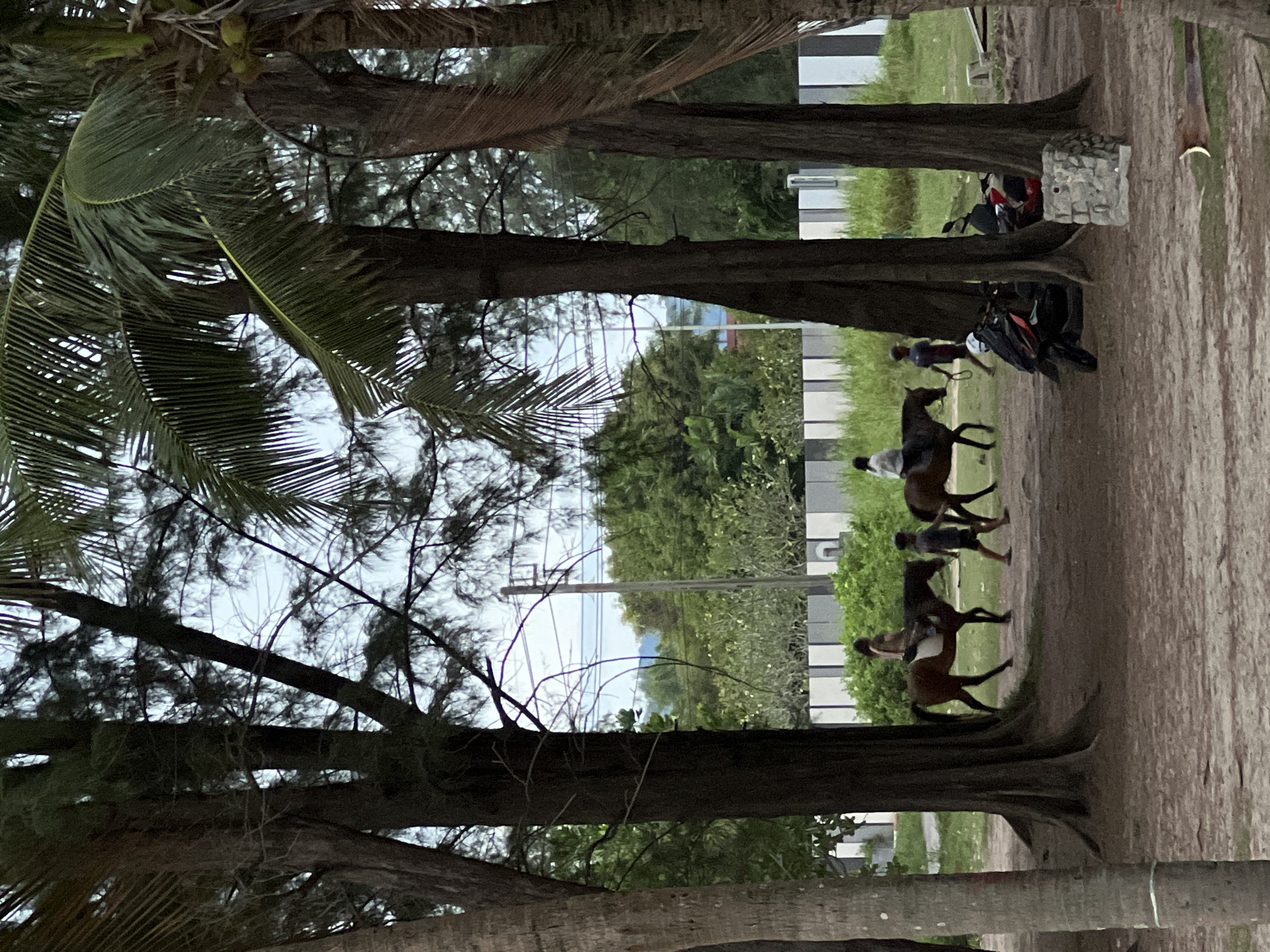 The image shows a group of people riding horses on a sandy path, likely a beach or park area, lined with trees. The trees in the foreground are large and mature, with some palm fronds visible. In the background, there are some modern buildings with white siding and green landscaping. There are also a few motorcycles parked near the path, suggesting a place where people might arrive by vehicle.
The people on horseback appear to be casually riding, possibly for recreation. The riders are dressed in casual clothing. The overall atmosphere seems peaceful and relaxed. The lighting suggests it might be late afternoon or early evening, with diffused light and a slightly overcast sky. The ground is a mixture of sand and dirt. The image is taken from a slightly elevated perspective, looking down at the riders.
