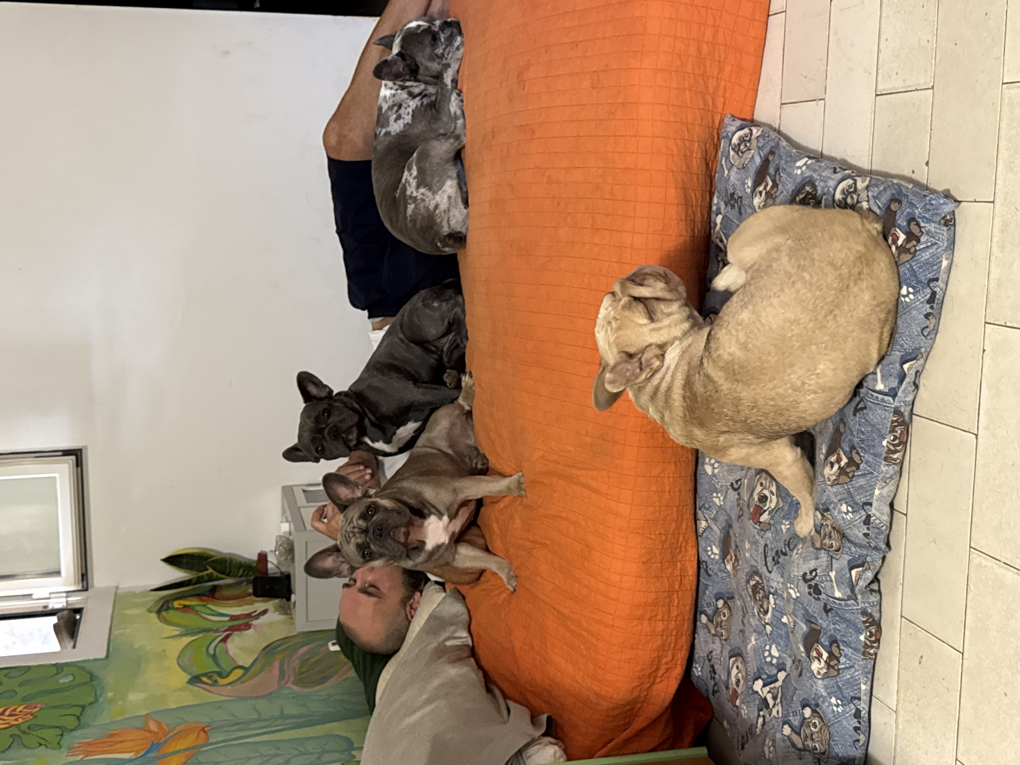 A man is lying down with his eyes closed on a large orange cushion, his head resting on a gray pillow. Several French Bulldogs are positioned around him. Two are on the orange cushion with him; one is a fawn-colored French Bulldog facing forward, and another is a dark gray French Bulldog sitting behind it. A third French Bulldog, with a brindle and white coat, is lying down on the orange cushion to the right. In the foreground, a fawn-colored French Bulldog is lying on a blue dog bed with a pattern of dog faces and paw prints. In the background, a wall mural depicts colorful tropical plants and birds. A small gray nightstand with a lamp and other items sits next to the man. The floor is tiled. The scene appears to be indoors, possibly in a bedroom or living area.