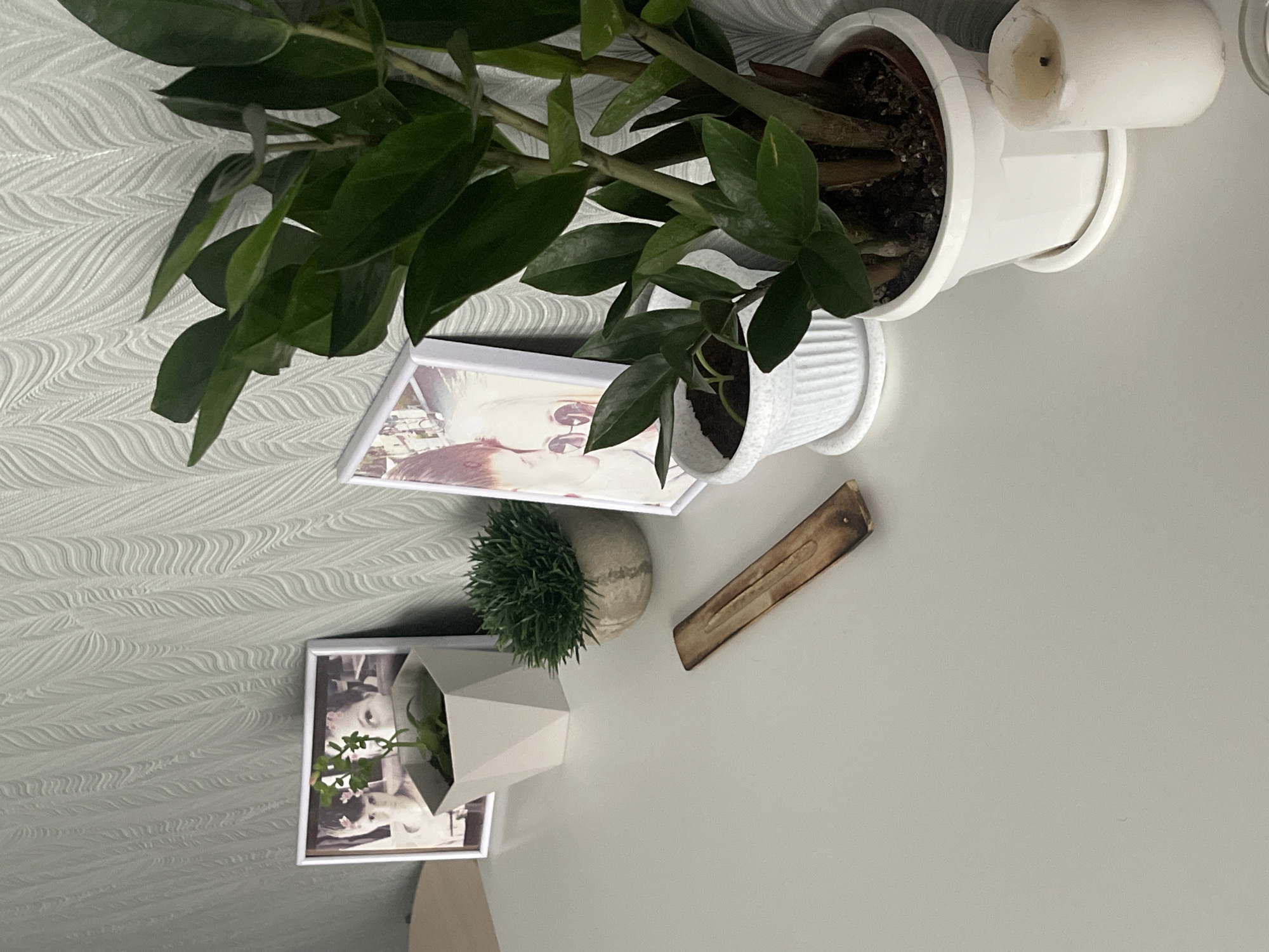 The image shows a collection of objects arranged on a light-colored surface. Dominating the scene is a ZZ plant (Zamioculcas zamiifolia) in a white pot, positioned towards the top of the frame. Adjacent to it is a smaller white pot. Below these, two framed photographs are visible, one containing an image of a person and the other possibly of animals. A round, moss-like plant is positioned next to one of the framed pictures. An incense holder also sits nearby. No specific information indicates the location to be Izhevsk, Russia. The items appear to be arranged for display or decoration.