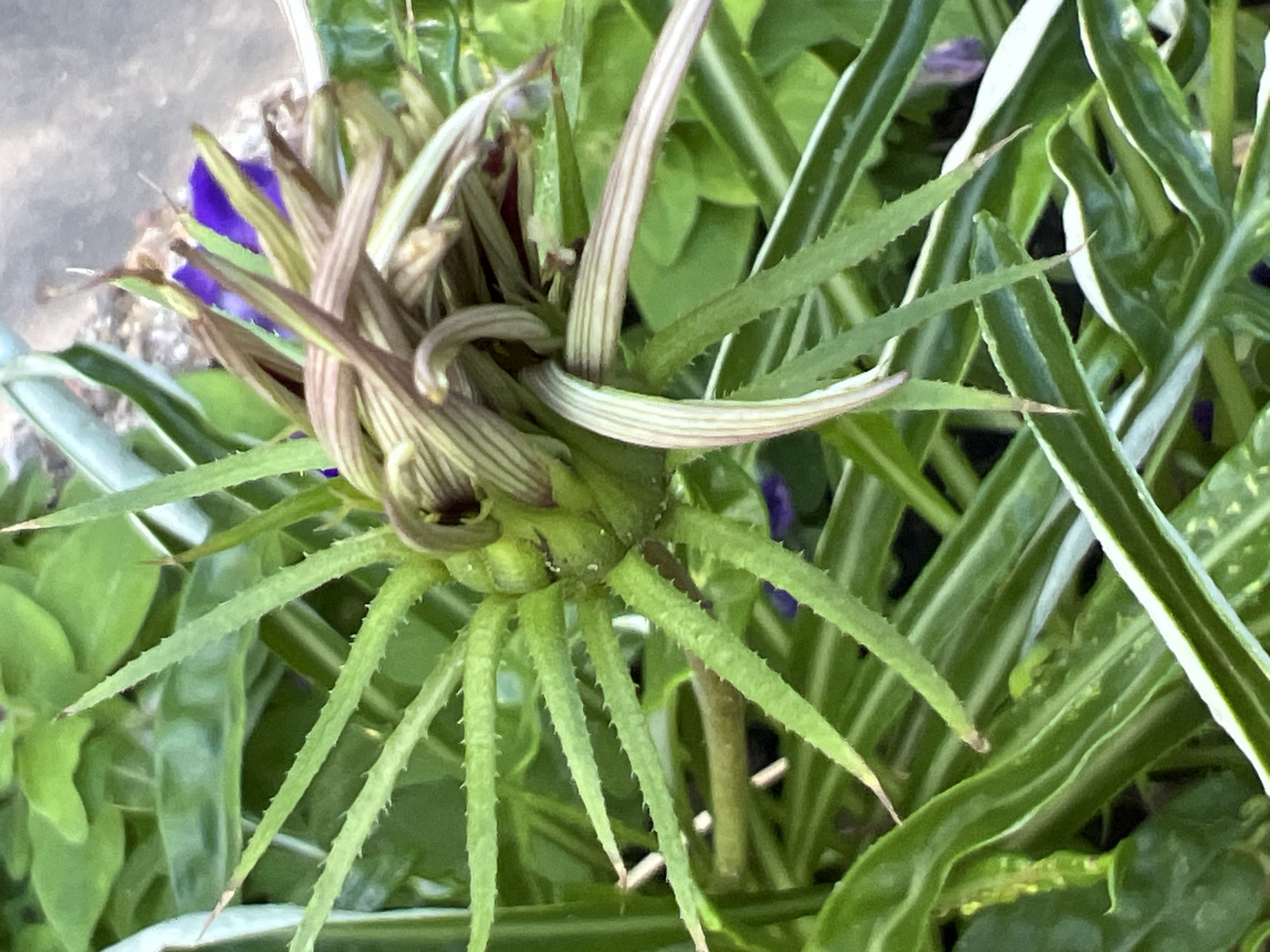 This is a close-up, high-angle, eye-level shot of an unopened flower bud with spiky green bracts, possibly a Tillandsia or a similar bromeliad species. Some of the bracts are tinged with purple and brown. The background consists of lush green foliage and a blurred hint of a purple flower. There is a rough, gray surface, possibly pavement or stone, visible in the upper right quadrant. The scene appears to be outdoors, likely in a garden or a planter. No specific location in Moscow, Russia, can be identified from the image.