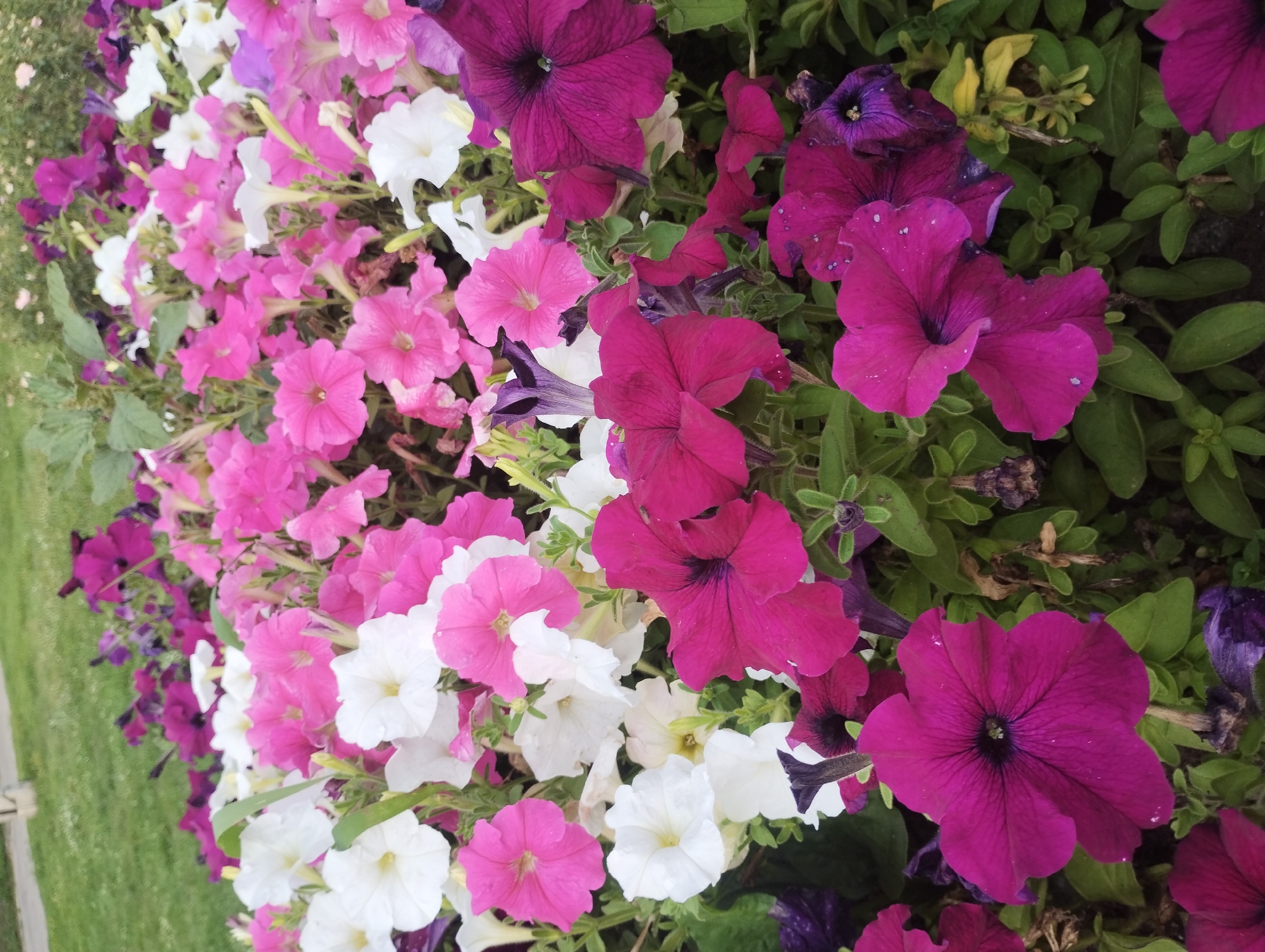 A close-up, eye-level view captures a dense bed of vibrant petunias in bloom. The flowers are a mix of white, bright pink, and deep fuchsia, with some dark purple blooms interspersed. The petals are slightly ruffled, and many have delicate veins. The background is softly blurred, showing hints of green grass and other foliage, suggesting an outdoor setting. The flowers appear to be growing in a park or garden area. Given the context of Sumy, Ukraine, this could be a flowerbed in a public park such as Sadko Park or the Botanical Garden of Sumy State University, or a residential garden. There are no people or animals visible in the frame.