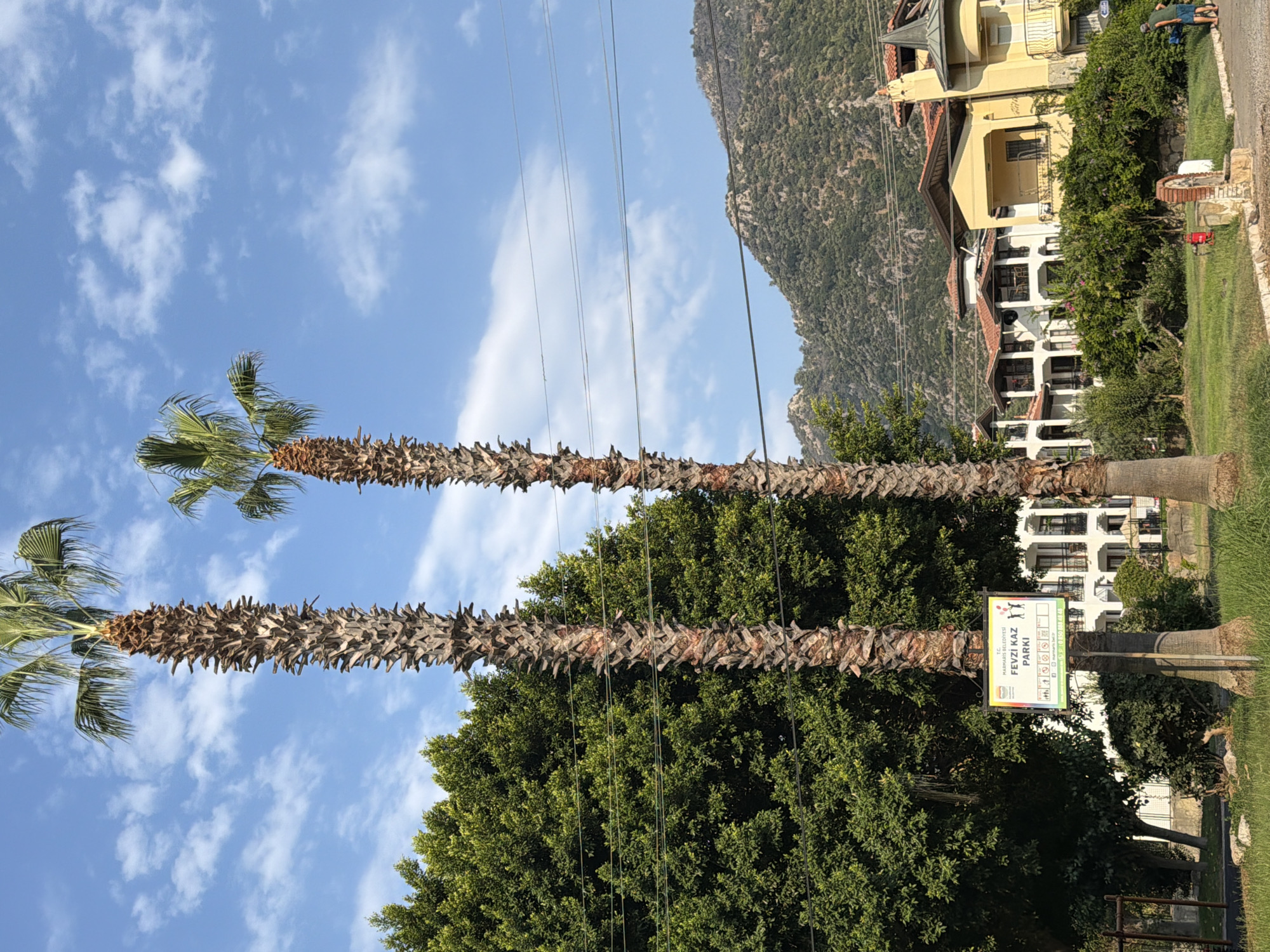 In the city of Marmaris, Turkey, two tall palm trees stand prominently in the foreground against a backdrop of a bright blue sky with scattered clouds. A green, leafy tree is visible to the left of the palm trees, and beyond that, a cluster of buildings with red-tiled roofs and white facades. In the distance, a lush green mountain range rises, with power lines crisscrossing the scene. A sign is attached to one of the palm trees, displaying text and icons in Turkish. In the lower right corner, two individuals, one wearing a green shirt and shorts, and another with a partially obscured view, are walking away from the camera. A small, brick fountain structure is also present near the path. The scene appears to be a park or public area with residential buildings and natural elements.