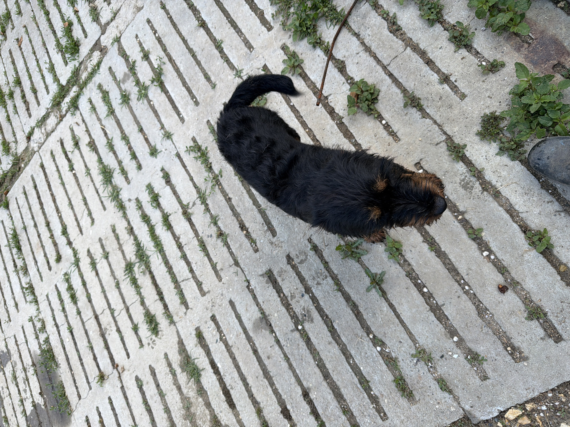 This overhead shot, taken in Shtraklevo, Bulgaria, depicts a black, shaggy-haired dog standing on a textured paved surface. The dog, a medium-sized breed with hints of tan or brown fur around its face, is positioned in the center of the frame, looking towards the right. Its thick, curly tail is visible, arcing over its back.
The ground consists of light grey concrete or stone paving slabs. Each slab features a series of parallel, narrow, recessed grooves filled with dark soil and interspersed with green weeds and grass. The paving pattern varies across the surface, with the orientation of the grooves changing, creating a geometric design. Patches of more prominent green foliage are visible growing in the soil between some of the slabs and along the edges of the paved area, particularly in the upper right.
The scene is brightly lit by natural daylight, indicated by the distinct shadows cast by the vegetation within the grooves, suggesting clear weather. A thin, dry stick lies on the ground near the dog's back, extending towards the upper right corner. In the lower right foreground, the dark toe of a boot or shoe is partially visible, indicating the presence of a person near the dog, likely the photographer. No text is discernible in the image.