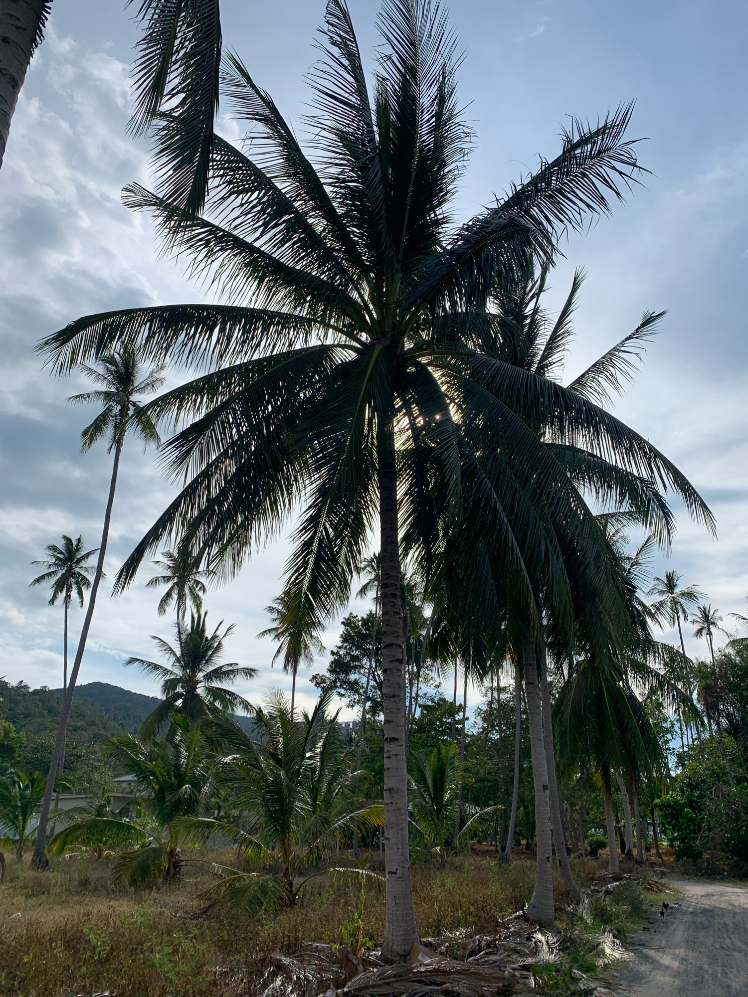 The image depicts a rural roadside scene in Ko Samui District, Thailand, characterized by numerous palm trees of varying heights. The foreground is dominated by dry, patchy grass and fallen palm fronds, with a dirt road running along the right side. A small black and white dog is visible on the road, moving away from the camera. In the background, lush green vegetation and a treeline are apparent, with a gently sloping hill or mountain covered in trees in the far distance. The sky is cloudy, with patches of sunlight breaking through, creating a somewhat diffused light. The overall impression is a natural, tropical landscape.