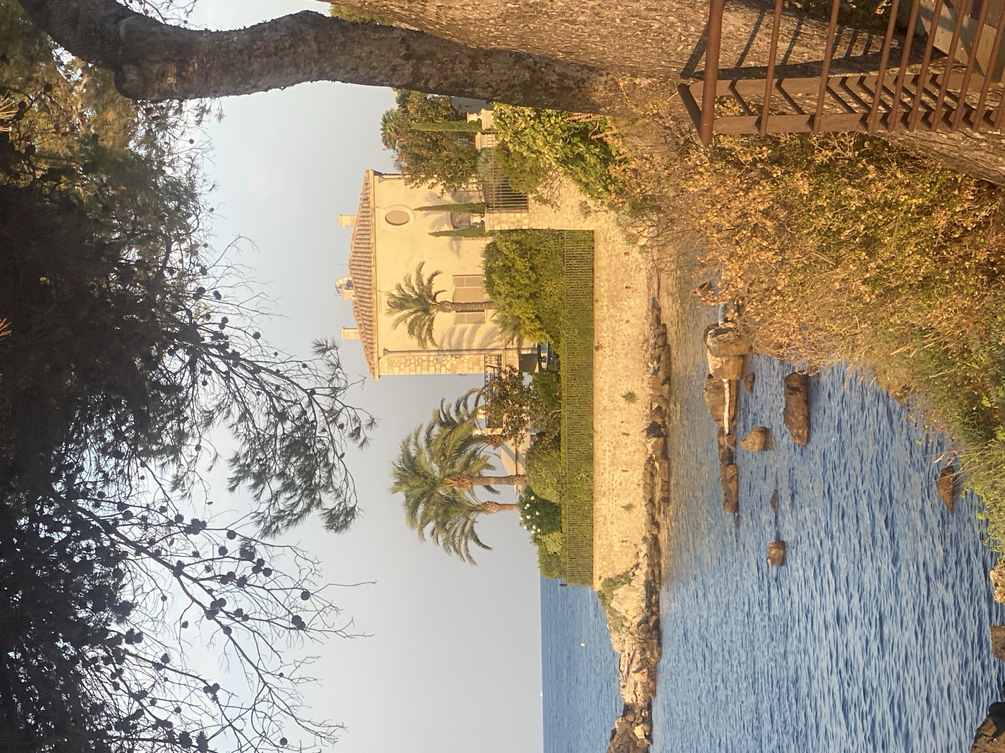 The image depicts a coastal scene in Antibes, France, likely during sunset given the warm lighting. In the foreground, a large tree trunk with textured bark dominates the right side, casting shadows. Below and to the left, the calm blue sea meets a rocky shoreline dotted with stones. Further inland, a stone wall encloses a manicured garden featuring lush green bushes, several palm trees, and a light-colored building with a tiled roof. A distant sailboat is visible on the horizon. The overall atmosphere is serene and picturesque, characteristic of the French Riviera.