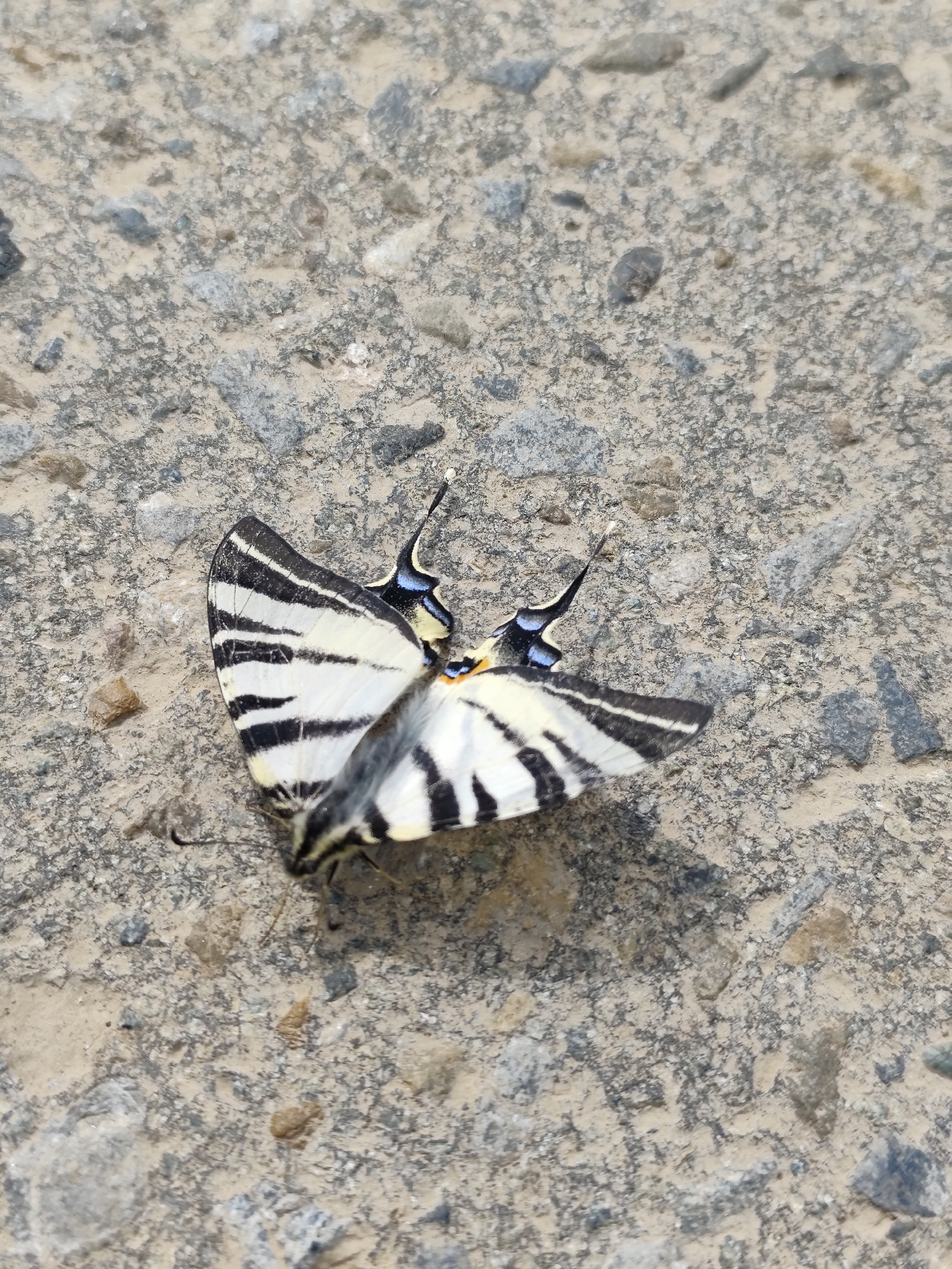 A dead scarce swallowtail butterfly lies on a concrete surface speckled with small pebbles. The butterfly's wings are mostly white with black stripes, and a hint of yellow and blue is visible near the tails. The surface is rough and uneven. The location is Фоки, Russia.