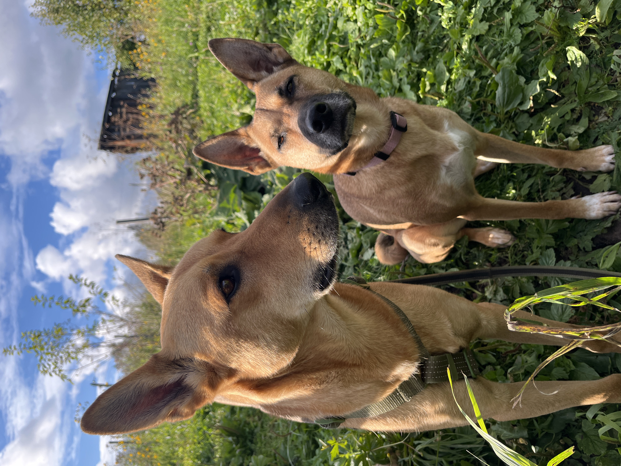 In a sun-drenched outdoor setting, two tan-colored dogs are the central focus. The dog on the left is larger and closer to the camera, with its head turned to the side, displaying a dark brown eye and prominent ears. It wears a green harness. To its right, the second dog is also tan, facing the camera with a slightly squinted expression and a pink collar. Both dogs are situated in an area with lush green foliage and grass. In the background, a weathered wooden structure is visible, partially obscured by vegetation, suggesting a rural or semi-rural environment. The sky above is a mix of blue with scattered white clouds, indicating fair weather. This scene is observed to be taking place in the city of Nizhny Tagil, Russia.