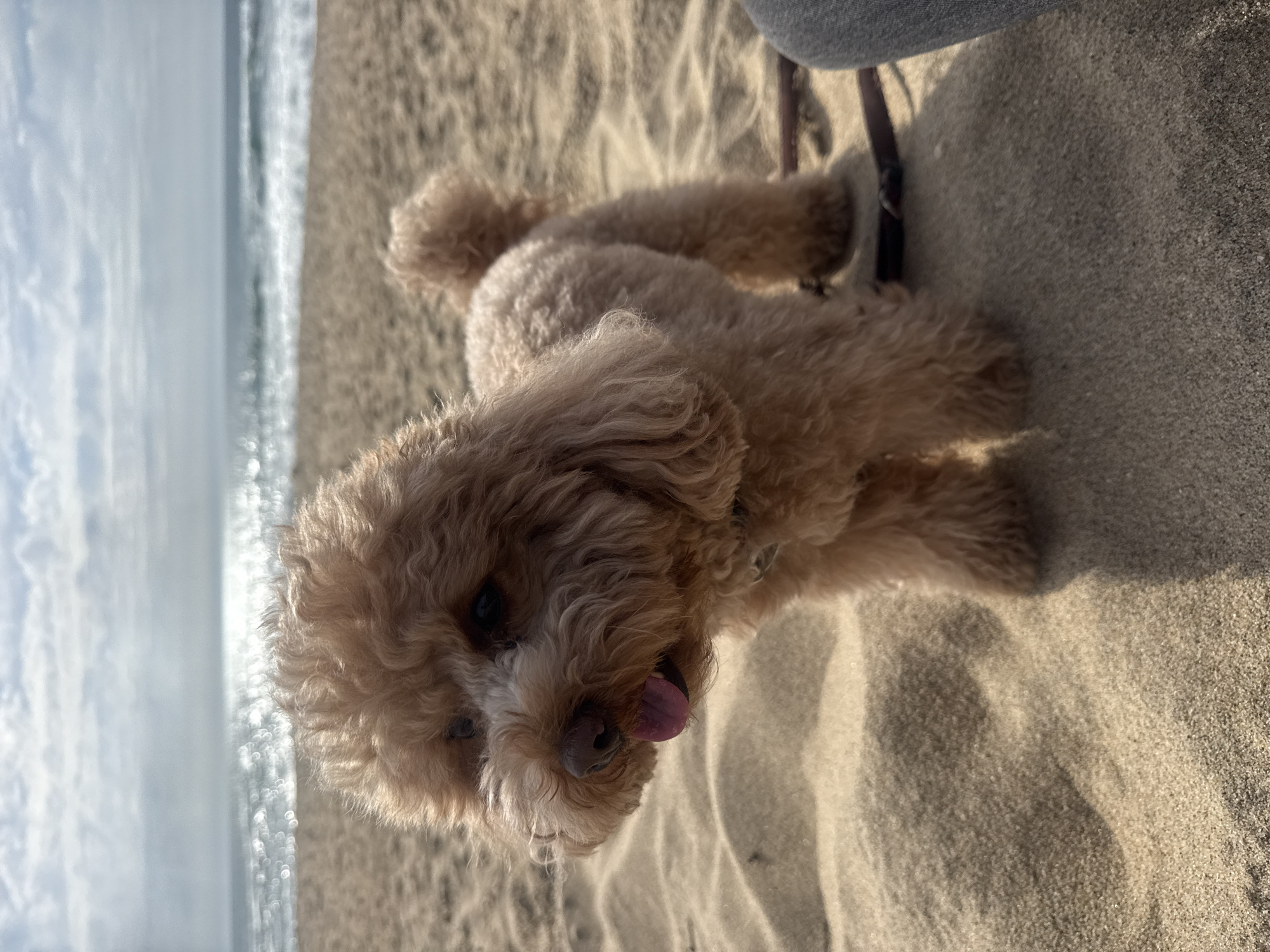 The image displays a small, light brown, curly-haired dog, possibly a poodle or poodle mix, lying or sitting on a sandy beach. The dog is the central subject, positioned in the foreground and looking towards the viewer with its head tilted slightly. Its pink tongue is playfully sticking out, suggesting a happy or relaxed demeanor.
In the background, the calm blue ocean stretches to the horizon under a bright, partly cloudy sky. Sunlight glints off the water, creating sparkling reflections. The immediate surroundings consist of fine-grained sand, showing subtle patterns and shadows that indicate a sunny daytime environment.
A dark strap, possibly a leash or part of a harness, is visible near the dog's back, extending out of the frame towards the top right. A small portion of grey fabric, likely clothing, is also visible in the top right corner, suggesting a person is accompanying the dog. The overall scene conveys a pleasant day at the beach. No text is visible in the image. The location context for this beach scene is Vila Nova de Gaia, Portugal.