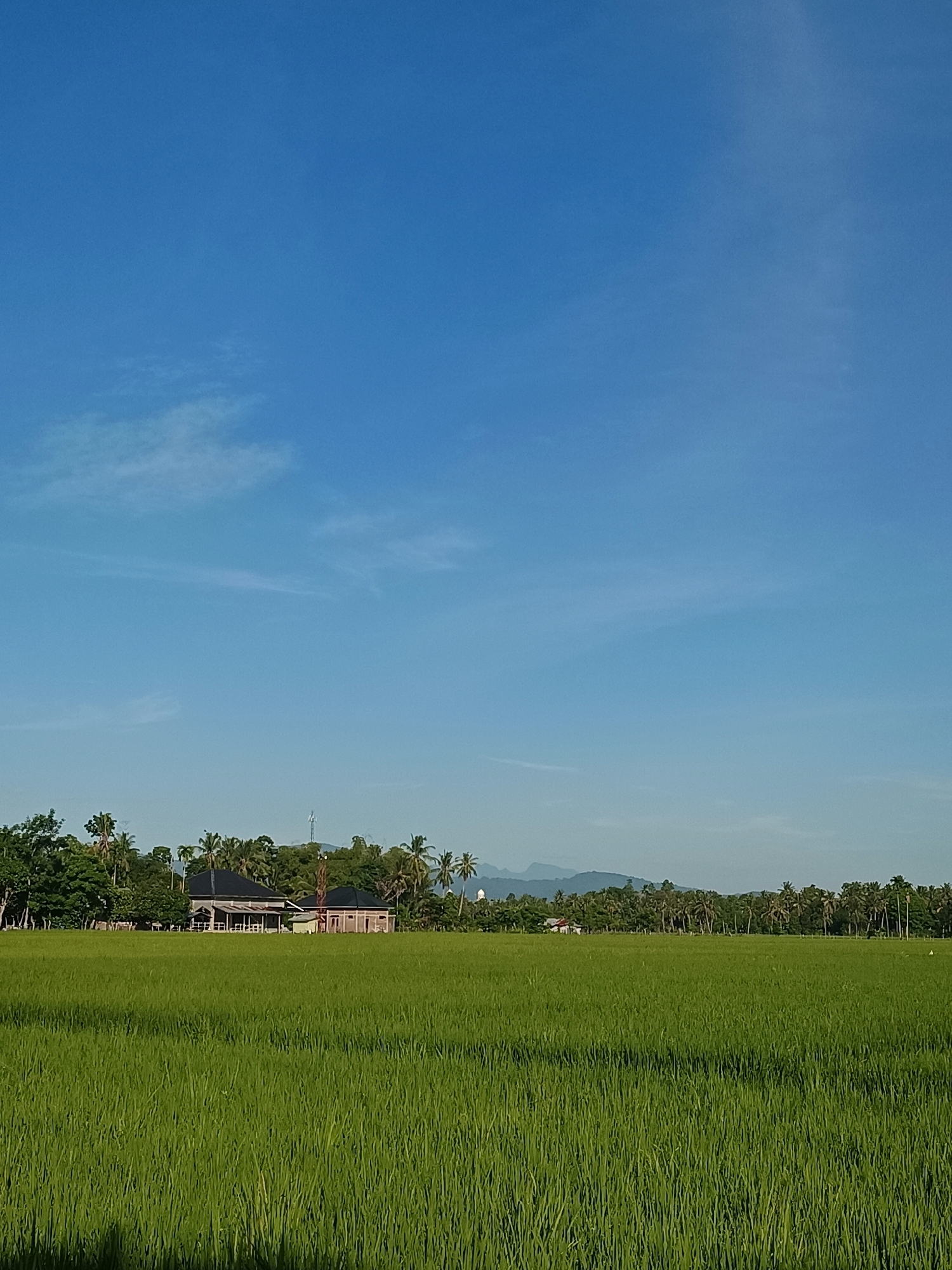 The image depicts a vast, vibrant green rice paddy field in the foreground, stretching towards a treeline in the middle ground. Beyond the trees, several buildings are visible, including a prominent dark-roofed structure and another smaller, lighter-colored building. A cellular tower stands tall behind the buildings, and a faint silhouette of mountains can be seen in the distance under a clear, bright blue sky with wispy white clouds. The location is identified as Dayah Bubue, Indonesia. There are no people or animals visible in the image, and the scene is static and tranquil. The time of day appears to be morning or late afternoon, given the soft lighting.