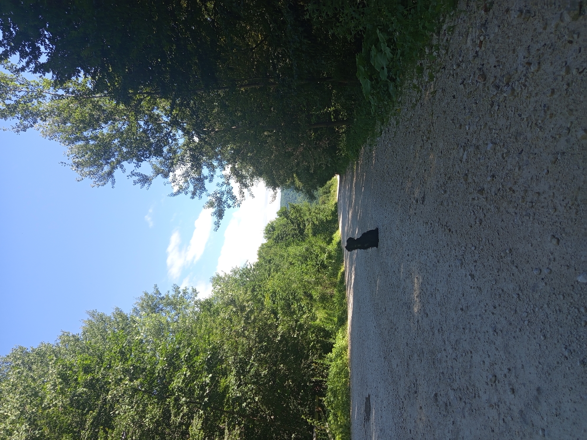 An outdoor, medium-shot, eye-level view captures a rural road with a black dog sitting in the middle of it. The road is made of gravel and dust, and it curves into the distance. On either side of the road are dense green trees. The sky is blue with a few scattered white clouds. The sun is shining, casting shadows on the road. The location of the image is in the city of Giaginskaya, Russia.