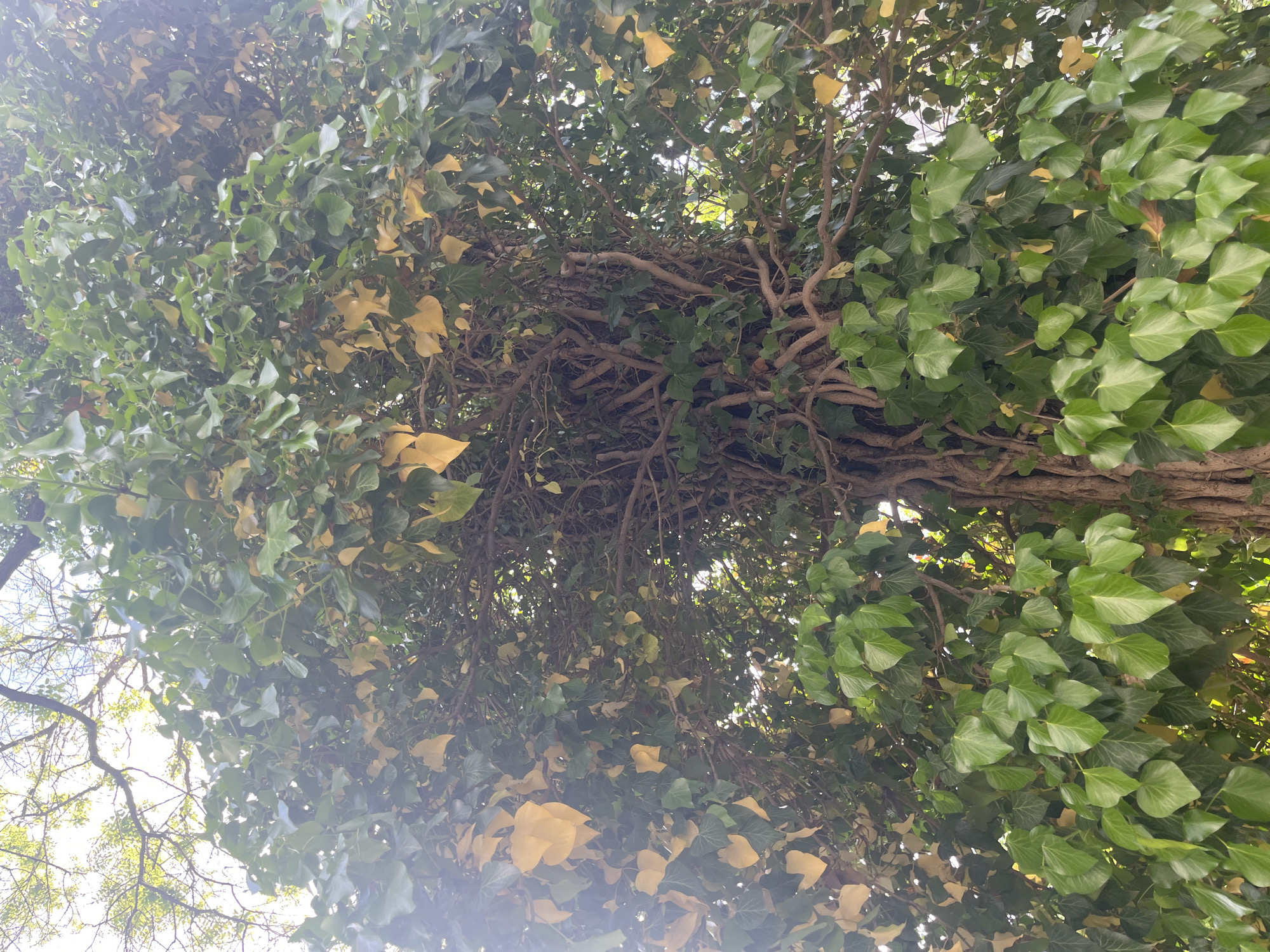 The image shows a view looking up into a tree canopy in Plovdiv, Bulgaria. The tree is heavily covered with ivy, discernible by the characteristic shape of the leaves. The leaves are a mix of green and yellow. The underlying branches are visible. The sky is barely visible in some areas, suggesting a dense canopy.
