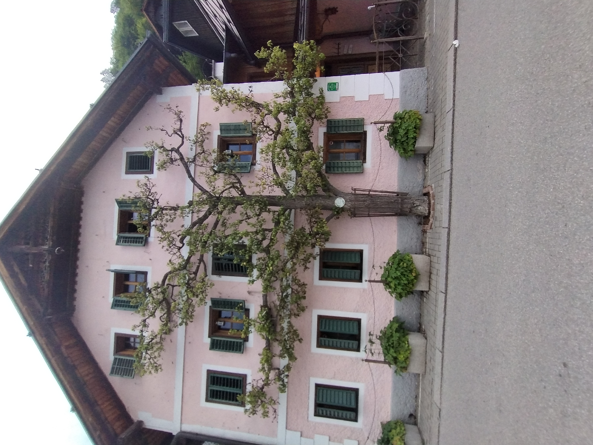 A pale pink, multi-story building with a dark wooden roof is the central focus of the image. The building has numerous windows with dark green shutters, some of which are open. A large, mature tree with a protective wire cage around its base grows in front of the building, its branches reaching across the facade. There are planters with dense green foliage in front of the building, lining a paved sidewalk. A paved road is visible in the foreground. The scene appears to be a street in the historic town of Hallstatt, Austria, known for its charming architecture and picturesque setting. The sky is overcast, suggesting a mild or cloudy day. The overall impression is one of a well-maintained, traditional European streetscape.