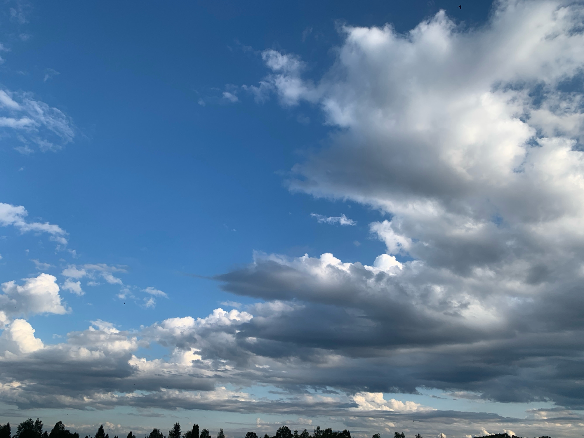 This is an outdoor, daytime, wide-angle shot of a cloudy sky above a dark treeline. The sky is a bright blue, with scattered white and gray clouds. The clouds are dense and varied in texture, with some appearing puffy and illuminated by sunlight, while others are darker and more ominous. A few small dark shapes, likely birds, are visible against the sky. The bottom of the image features a dark silhouette of trees, forming a dense line across the horizon. The location is the city of Kolomyia, Ukraine.
