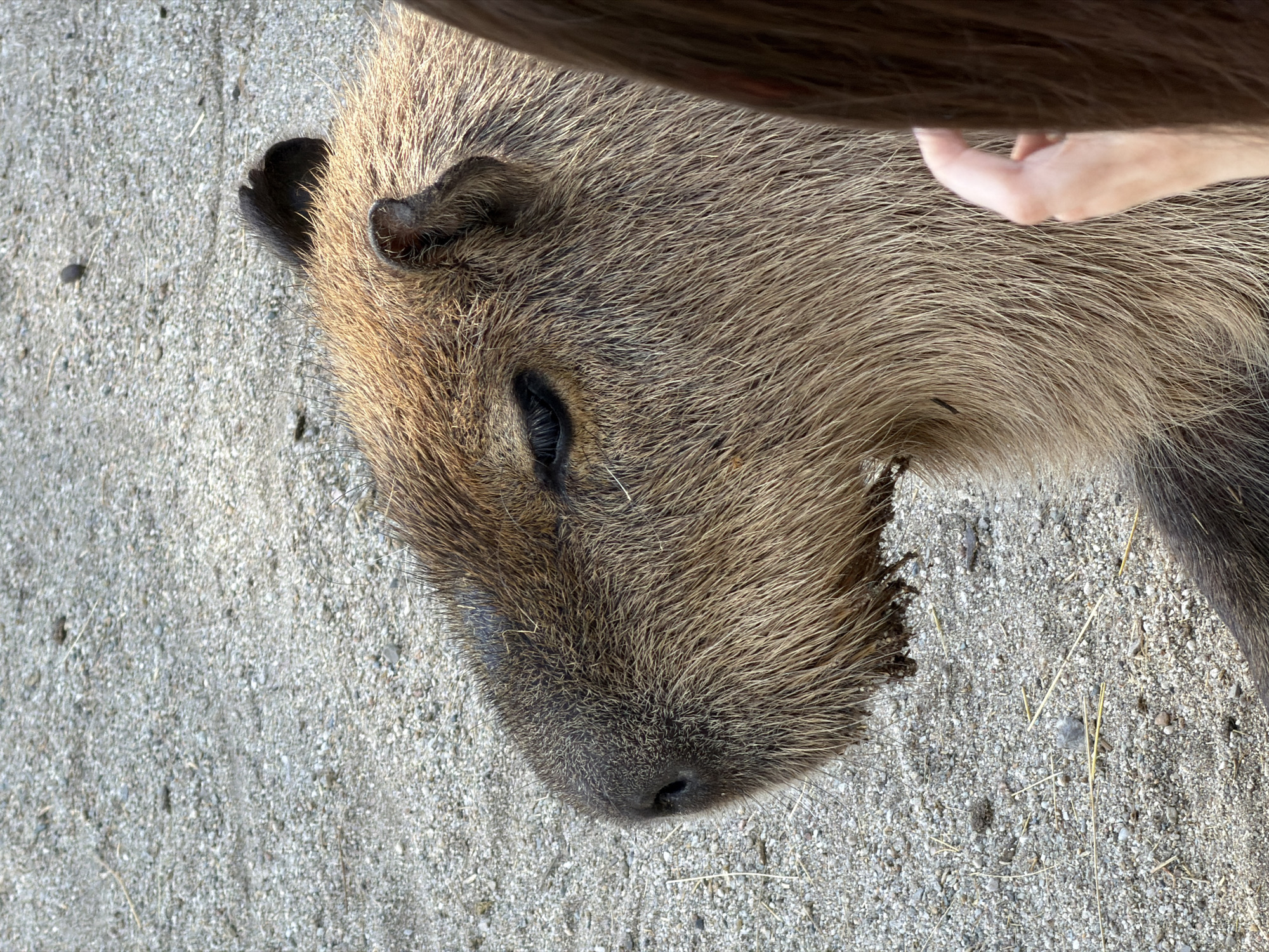 The media file is a close-up photograph of a capybara lying on a sandy or gravelly surface. The capybara's head is prominently featured, showing its fur, eye, ear, and nose. The fur is thick and appears to be a mix of brown and golden hues. The capybara's eye is dark and partially closed, giving it a relaxed or sleepy appearance.
In the upper right portion of the image, a person's hand is visible, gently touching the capybara's fur. The hand appears to be a light skin tone and is relaxed, suggesting a calm interaction between the person and the animal. The overall tone of the image is warm and peaceful, likely captured during daylight hours. The ground beneath the capybara is composed of small, light-colored pebbles and some dry grass or straw.
The scene appears to be outdoors, possibly in an enclosure at a zoo or a natural habitat. The lighting suggests it is daytime, with natural light illuminating the capybara and the ground. There is no visible text in the image. The capybara seems comfortable and at ease, with the gentle touch from the person indicating a positive and trusting relationship. The location context of Sofia, Bulgaria, does not provide specific visual cues within the image itself.