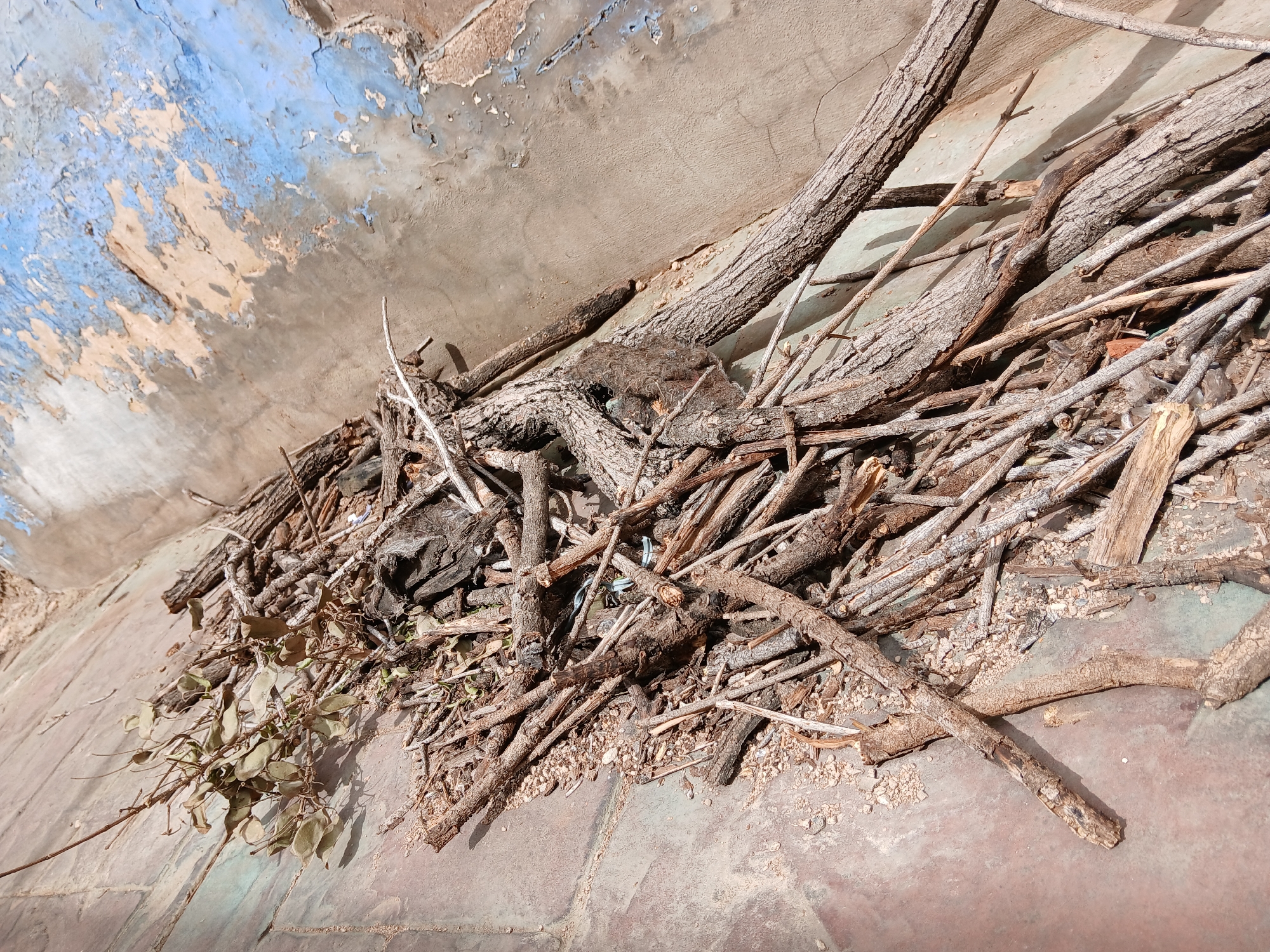 The image shows a pile of dead branches and twigs accumulated against a weathered wall in Juan Griego, Venezuela. The wall consists of peeling blue and beige paint over a rough concrete surface. The foreground shows a section of tiled floor, discolored with age and weathering. No people or animals are visible. The overall impression is one of neglect and disrepair.