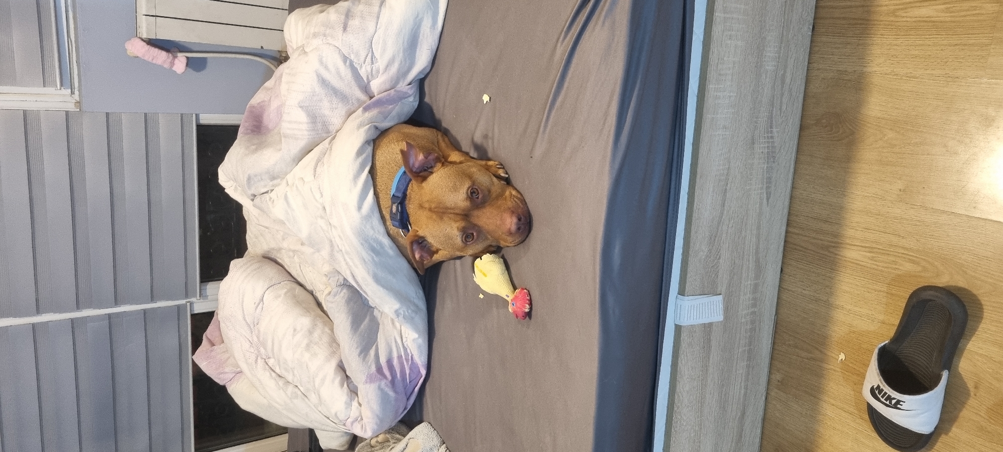 A brown dog with a blue collar is lying in a bed, partially covered by a white comforter. The dog has a yellow and red rubber chicken toy next to it. The bed has a gray sheet and a light-colored wooden frame. Vertical blinds are visible in the background, along with a window. A black and white Nike slide sandal is on the wooden floor next to the bed. The image location is Unknown, Unknown.