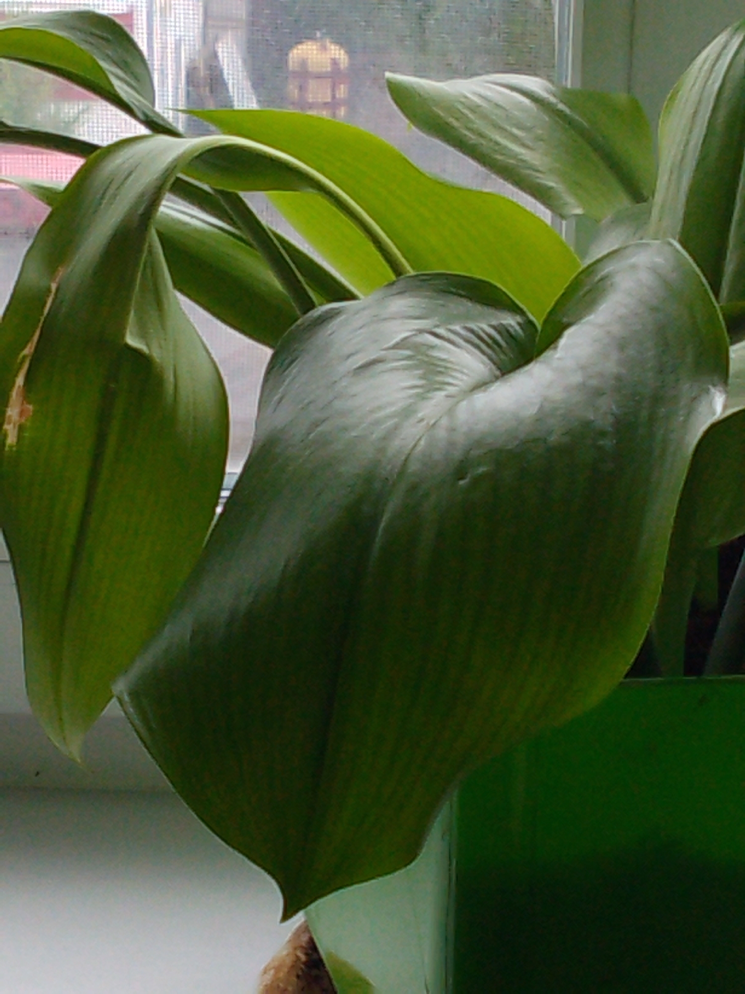 A close-up, vertically oriented photograph shows a portion of a green potted plant with large, glossy leaves. The plant is positioned in front of a window, through which a blurred background of buildings and sky is visible. The lighting suggests it is daytime, possibly indoors. The leaves exhibit a smooth texture with visible veins. One leaf on the left has a light brown discoloration. The plant is in a green container. The scene is devoid of any people or animals. The location is not discernible from the visual information provided.