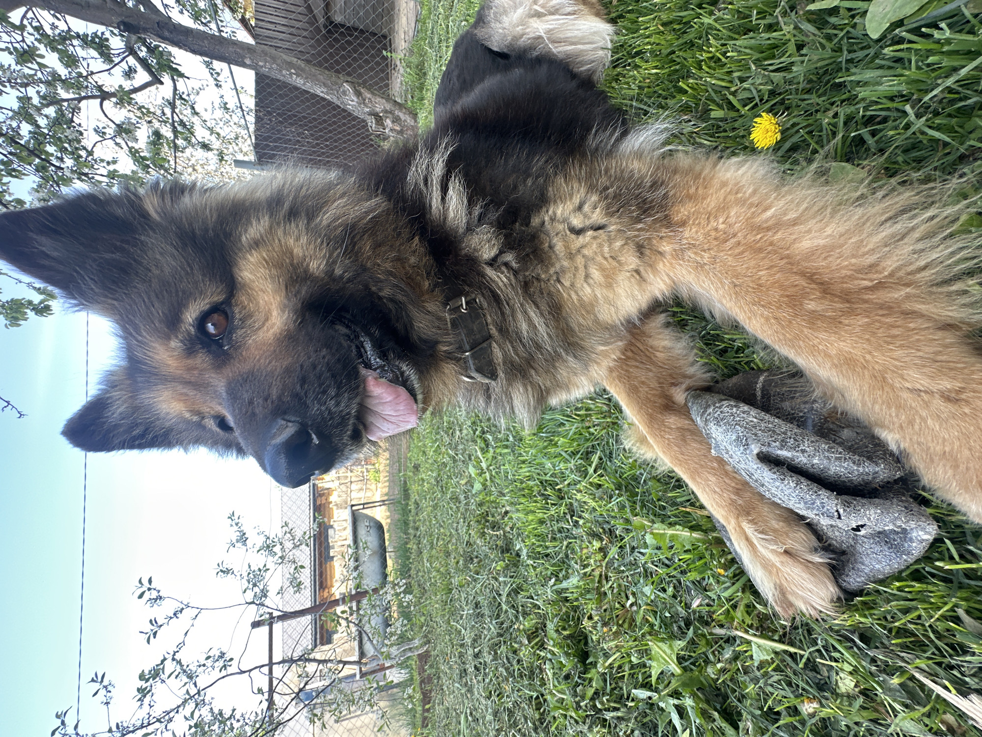 A German Shepherd dog lies on a patch of green grass, holding a gray object, possibly a toy or shoe, with its front paws. The dog has a black and tan coat and is wearing a collar. The dog's tongue is slightly visible. A yellow dandelion flower is visible in the background. Beyond the dog, a fence is visible, along with trees, foliage, and parts of buildings or structures. The location is outdoors. It is not possible to verify the location as Chaikovsky, Russia from the image.