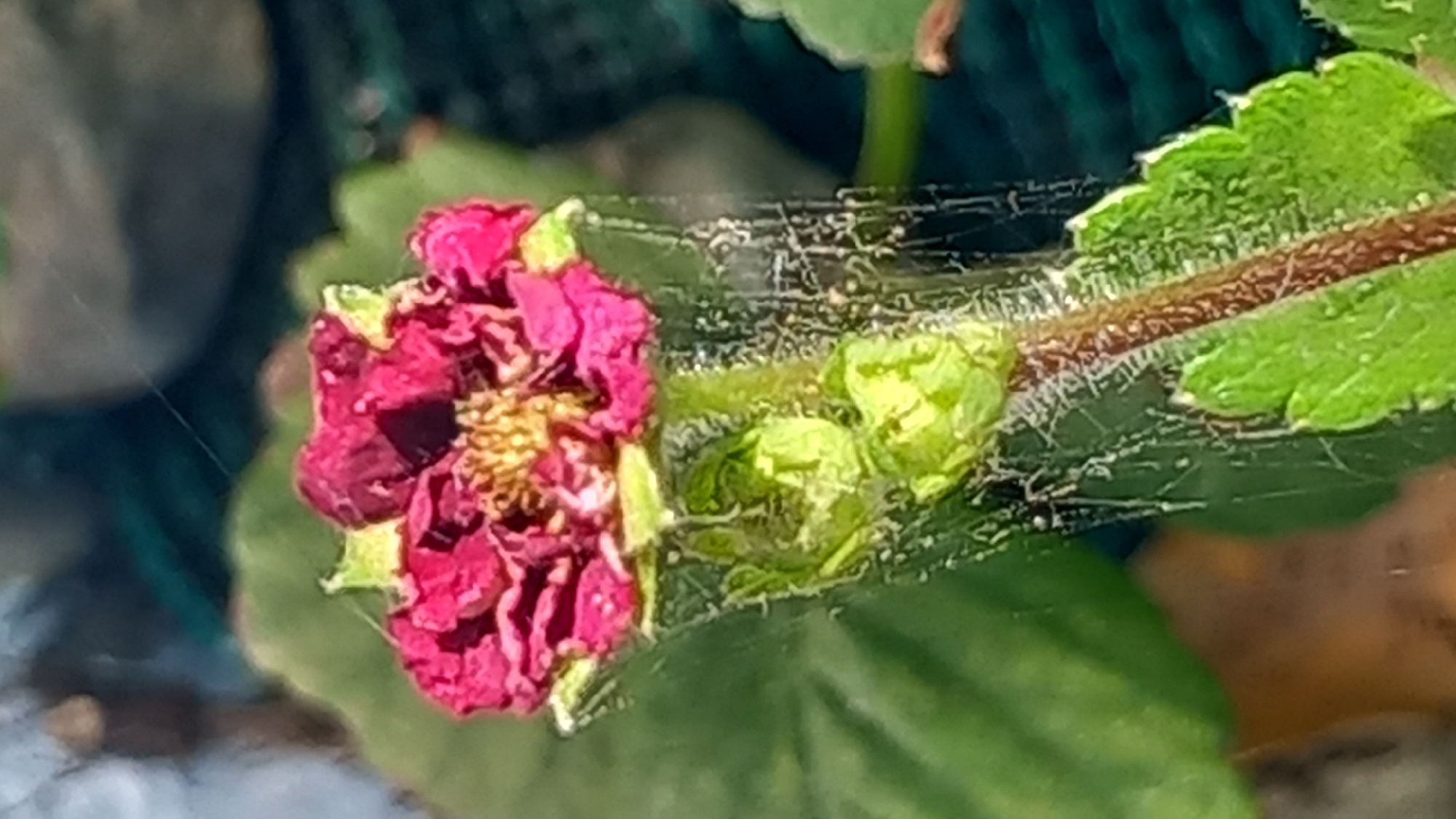 A close-up, vertical shot shows a single, deep pink flower with a yellow center. The flower is positioned centrally, with green leaves and stems surrounding it. The stem supporting the flower is covered in a delicate web, which also drapes over a cluster of small, green buds just below the bloom. The background is blurred, featuring shades of green and what appears to be a textured, dark surface, possibly a garden netting or fence. The lighting suggests it is daytime, with the sun highlighting the flower's petals and the intricate spider web. The image was taken in the city of Άγιος Νεκτάριος, Greece.