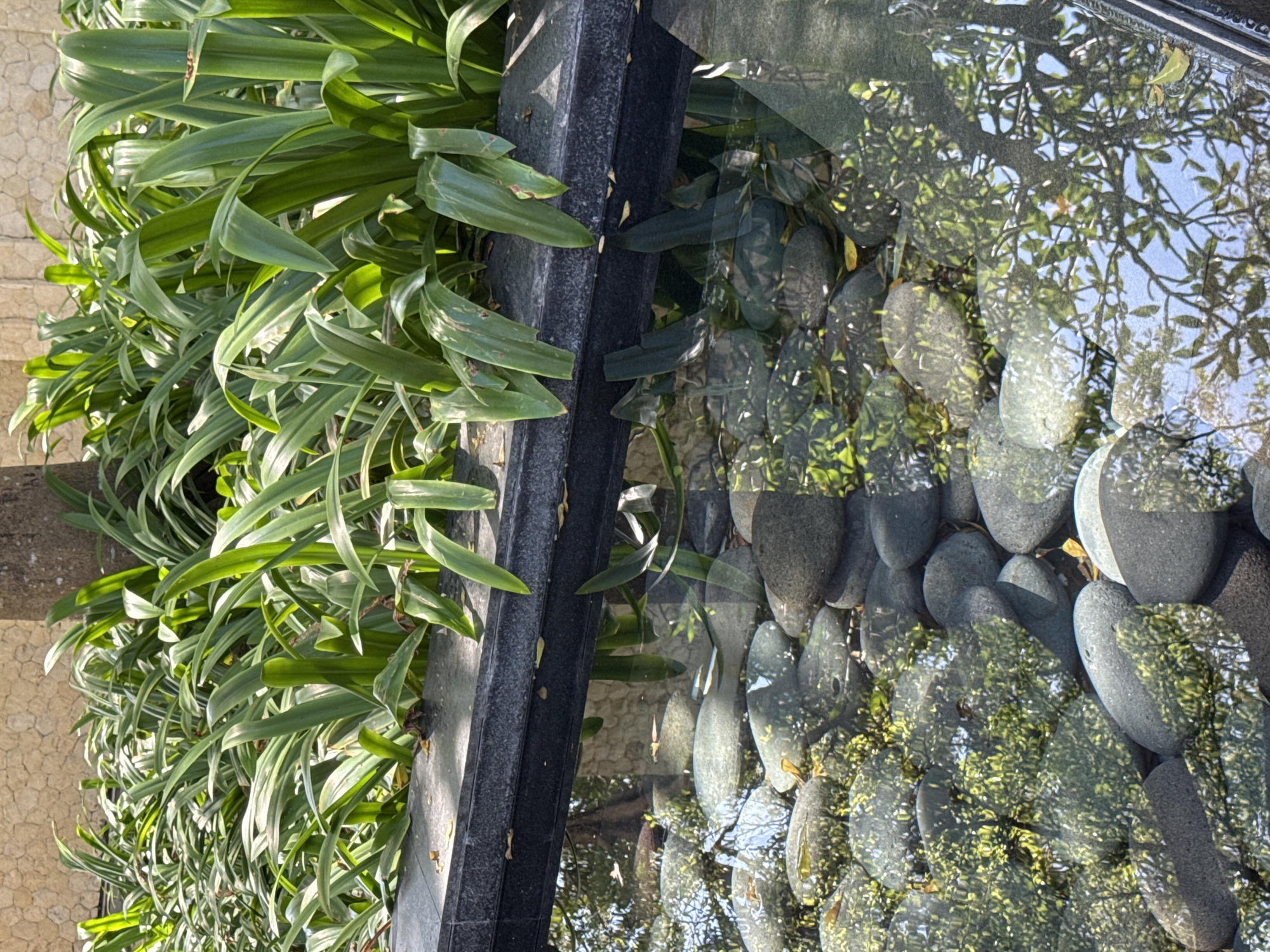 The image shows a combination of natural and man-made elements. On the left side, there is lush green foliage, possibly some sort of tropical plant. Next to the plants is a dark, possibly concrete, border or wall. Beyond this border is an area of water, likely a shallow pool or fountain, containing smooth, dark-colored stones at the bottom. The water surface reflects the sky and surrounding trees, creating a distorted, shimmering effect. The image seems to be taken at ground level. Given the location in Kuta Selatan, Indonesia, it is likely part of a hotel or resort landscape.