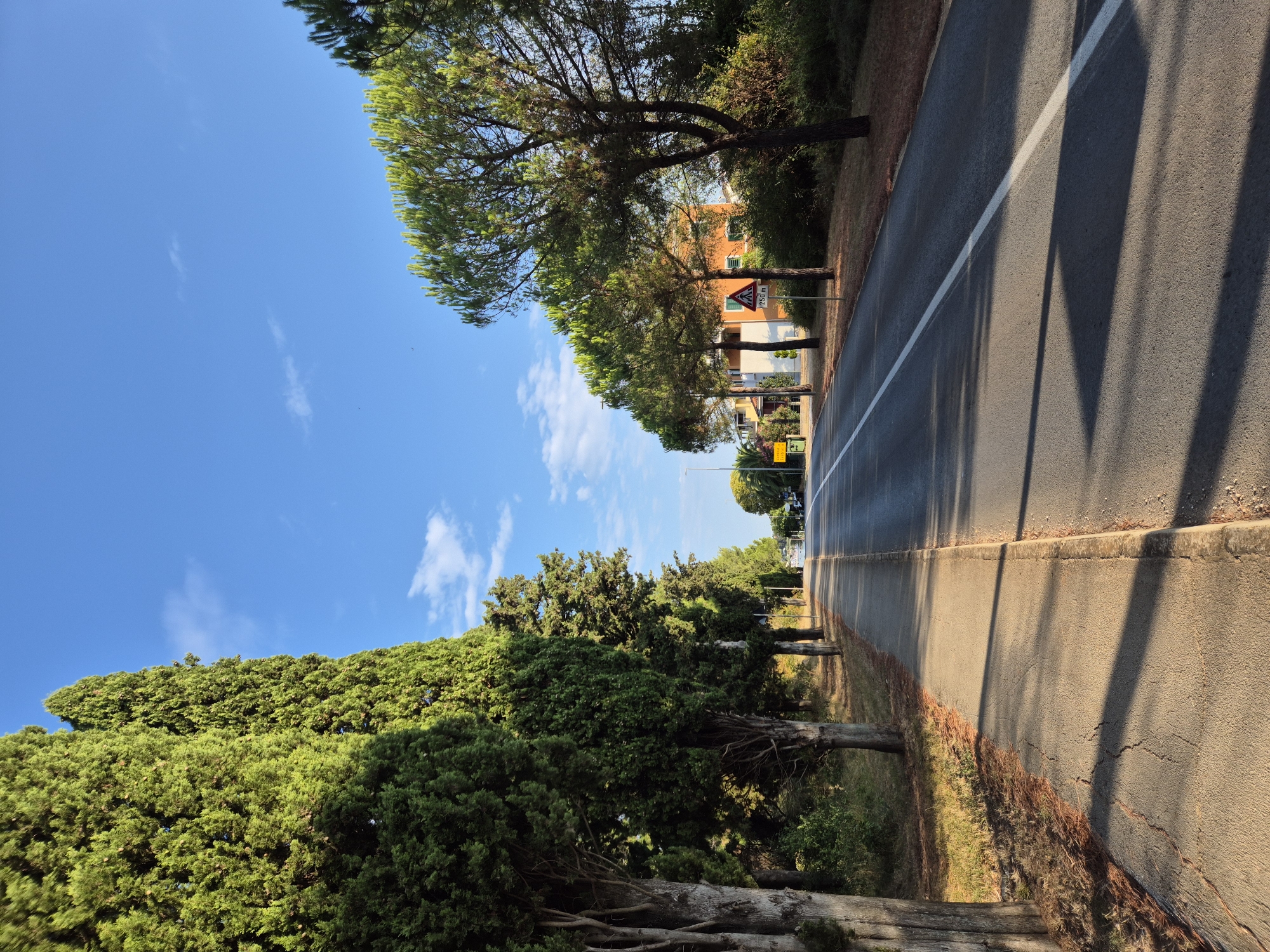 The image depicts a paved road lined with tall cypress trees on the left and pine trees on the right. The road has a white line marking the center and a white line along the right edge. A concrete sidewalk runs parallel to the road on the left side, separated by a curb. The ground beside the sidewalk and road is covered in dry grass and pine needles. In the background, there are buildings with orange and yellow facades, and more trees. A yellow traffic sign with a warning symbol is visible on the right side of the road, and a smaller sign indicating "250 m" is next to it. The sky is blue with a few wispy clouds. The lighting suggests it is either early morning or late afternoon, casting long shadows across the road and sidewalk. The scene appears to be in a quiet, possibly suburban or resort area. This appears to be a street in Zambratija, Croatia.