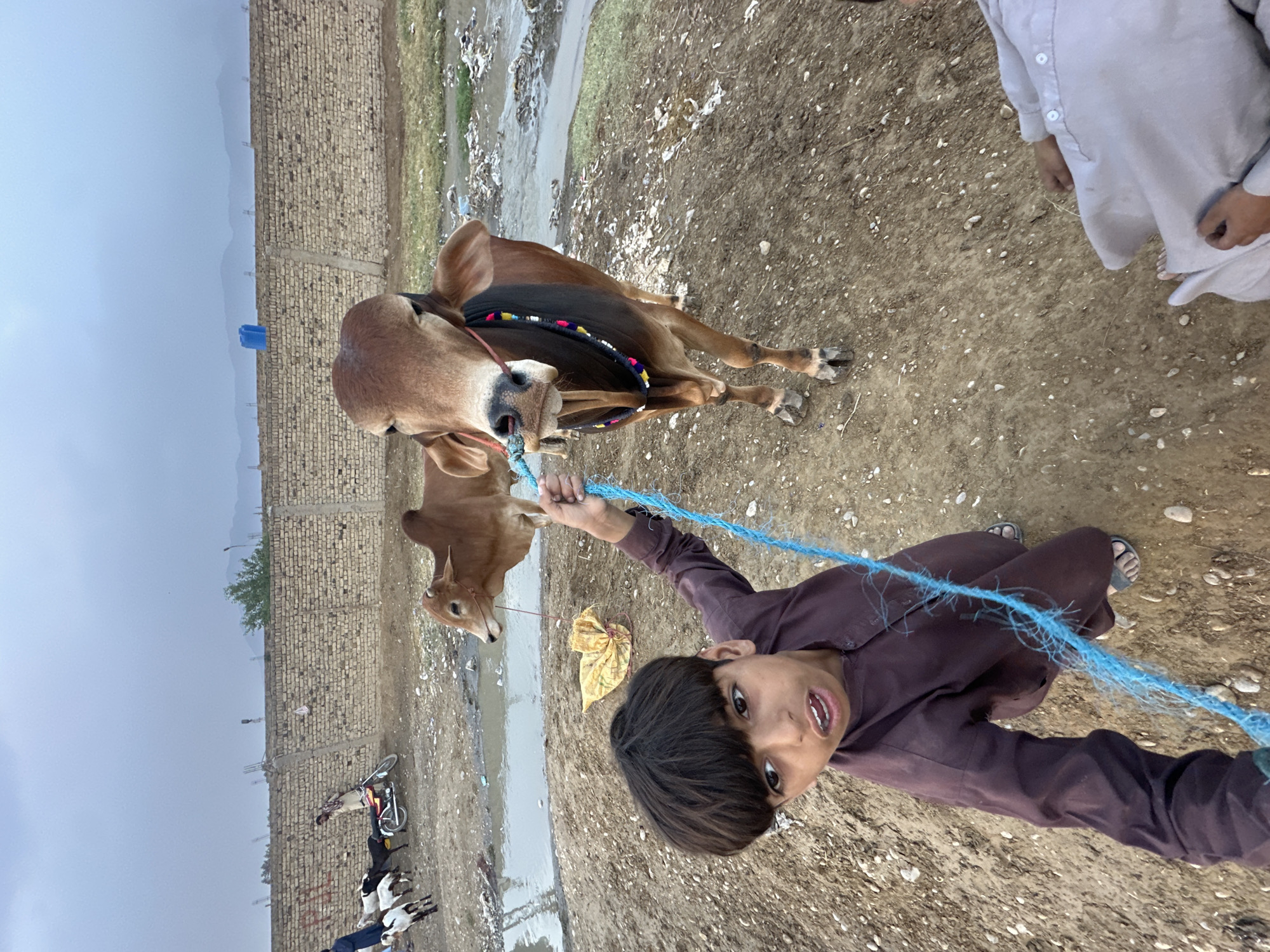 A young boy, wearing a brown outfit, is holding a blue rope attached to a brown calf. Another brown calf is standing nearby. The boy is looking directly at the camera with a slight smile. The background shows a brick wall, some goats, and what appears to be a muddy area. The location is Quetta City Tehsil, Pakistan. Another person is partially visible at the upper right of the frame.