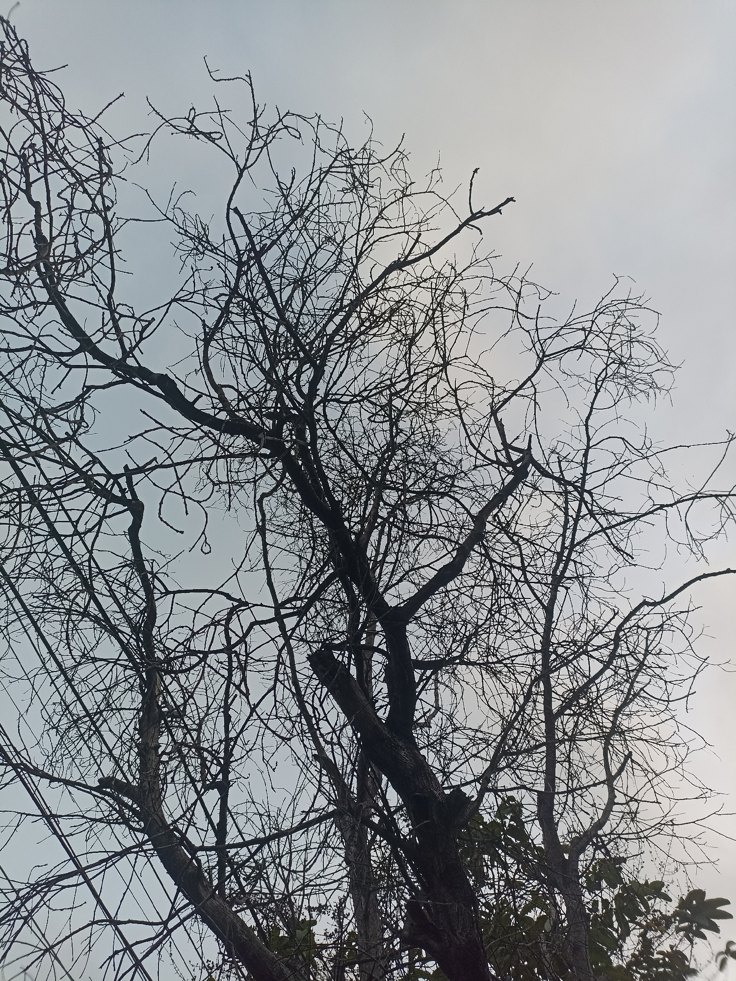 The image shows a close-up, low-angle view of the bare branches of several trees against a pale, overcast sky. The branches are intricate and dark, forming a dense network that fills most of the frame. Some of the branches are thick and gnarled, while others are thin and twig-like, reaching out in various directions. In the lower portion of the image, some green leaves are visible, suggesting that these might be deciduous trees in a dormant state, or perhaps a mix of deciduous and evergreen trees. The overall impression is one of starkness and natural beauty, with the skeletal structure of the trees dominating the scene. The location in Banyuwangi, Indonesia, is not explicitly identifiable from the visual information within the image itself, as there are no discernible landmarks or contextual clues to pinpoint a specific place within the city.