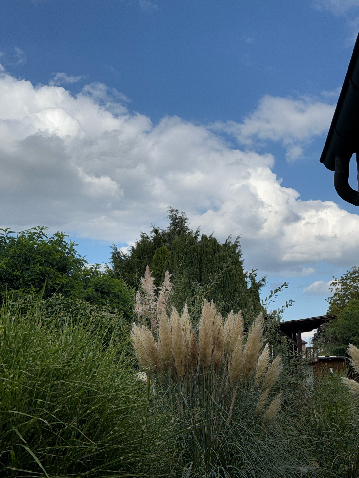 An outdoor scene features a close-up view of tall, feathery pampas grass plumes in the foreground. Behind the pampas grass are various lush green trees and bushes, including a tall, conical evergreen. In the upper right corner, the dark edge of a roof with a gutter is visible, suggesting a building structure. The sky above is a bright blue with fluffy white clouds. The image appears to be taken in a garden or park setting. The location is the city of Cleves, Germany.