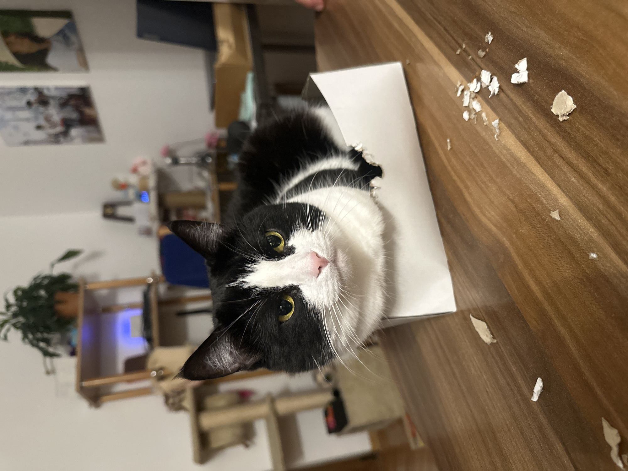 A close-up, slightly rotated shot captures a black and white tuxedo cat nestled inside a white cardboard box. The cat's yellow eyes are focused directly at the camera. The box sits on a wooden table, surrounded by small pieces of torn cardboard. The background shows a domestic interior, including shelving, a cat tree, and wall art. No geolocation context is provided to confirm the location of the image in Budva, Montenegro.