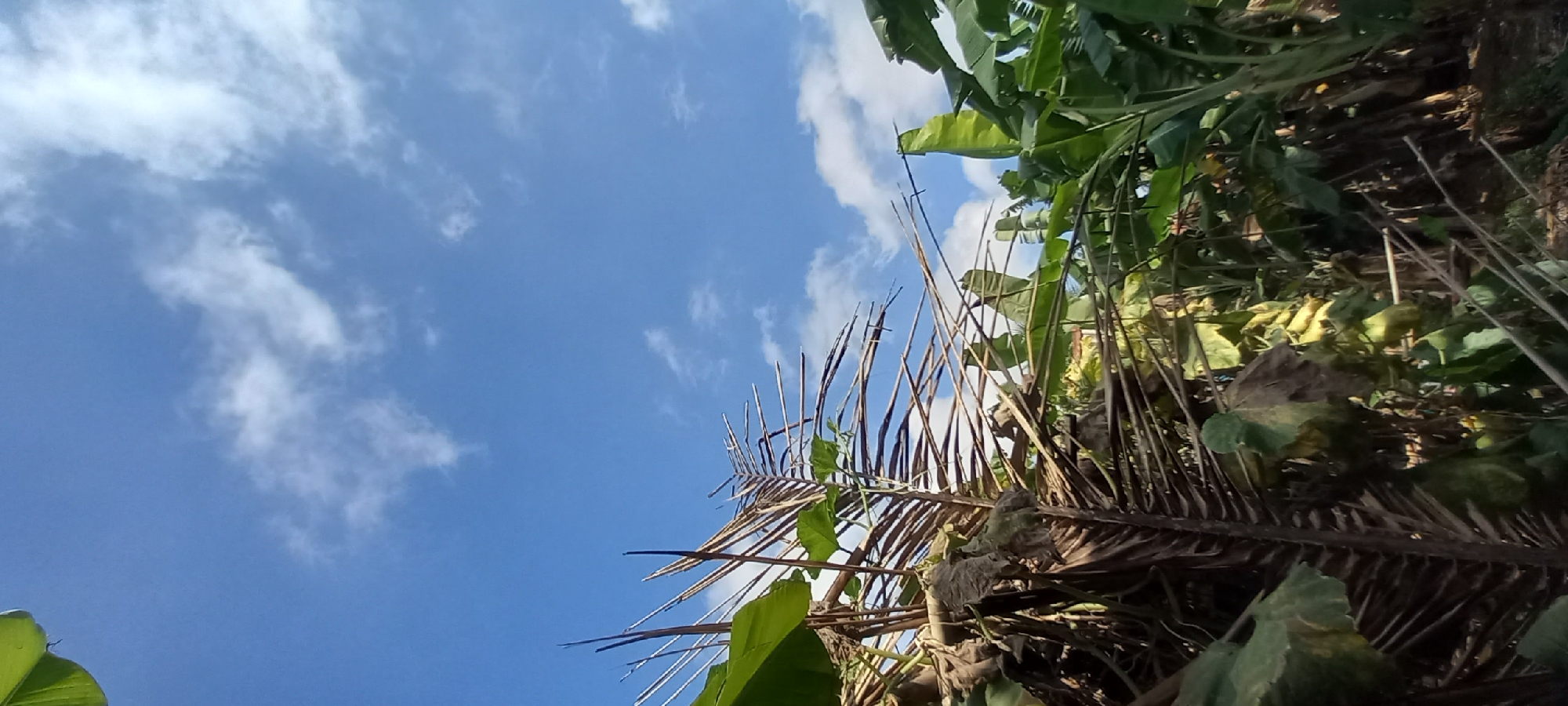 This is a photograph taken outdoors, looking up at a bright blue sky with scattered white clouds. In the foreground, there are various tropical plants, including what appears to be a dried palm frond or similar plant with long, thin, brown desiccated leaves extending upwards. To the right and slightly behind this, there are vibrant green leaves, characteristic of banana plants, with their large, broad leaves reaching towards the sky. The scene suggests a natural, possibly rural environment, consistent with the vegetation found in Sidamulya, Indonesia. The lighting indicates it is daytime, likely sunny given the brightness of the sky and the contrast of the vegetation.