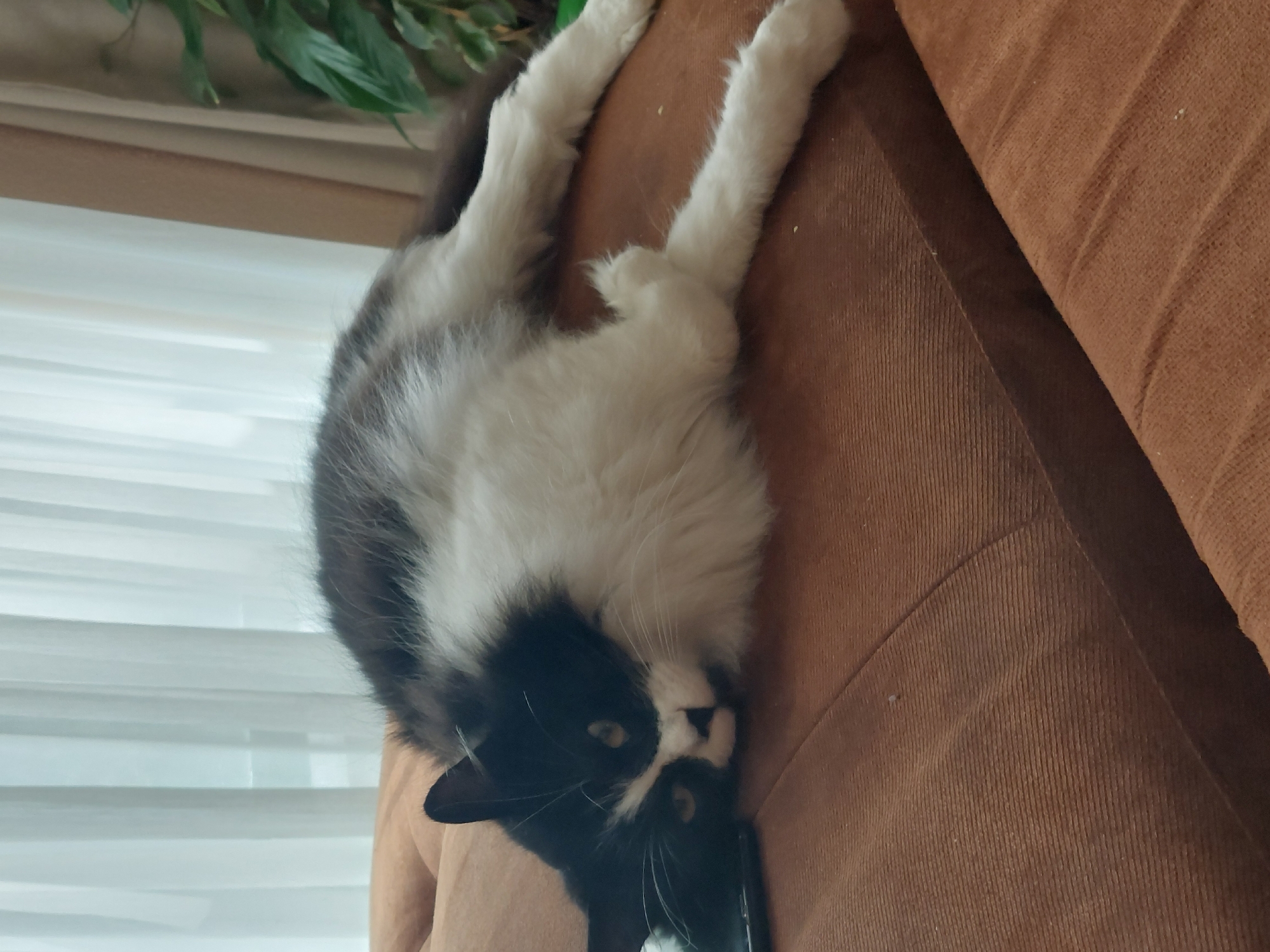 A black and white cat is lying upside down on a brown corduroy couch. The cat's head is near the bottom of the frame, and its body and legs extend upwards. The cat's fur is primarily white with black markings on its head and back. The couch is made of a ribbed corduroy material. In the background, there is a window with white blinds and a potted plant. There is no information about the location in the city of Plovdiv, Bulgaria.