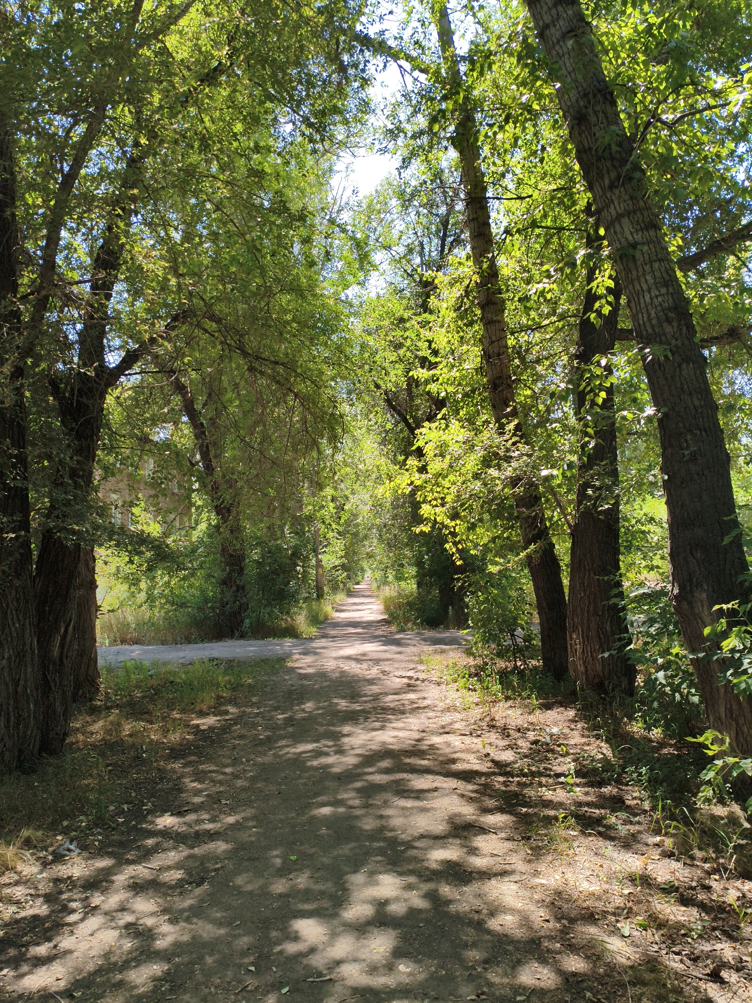 A dirt path lined with mature trees extends into the distance, creating a tunnel effect. The trees, with their rough bark and lush green foliage, cast dappled shadows across the path. Sunlight filters through the leaves, illuminating patches of the ground. On the left side of the path, a building with visible windows can be seen through the trees. The scene appears to be an urban park or a tree-lined street in a residential area. The image is taken from a low angle, looking down the path.