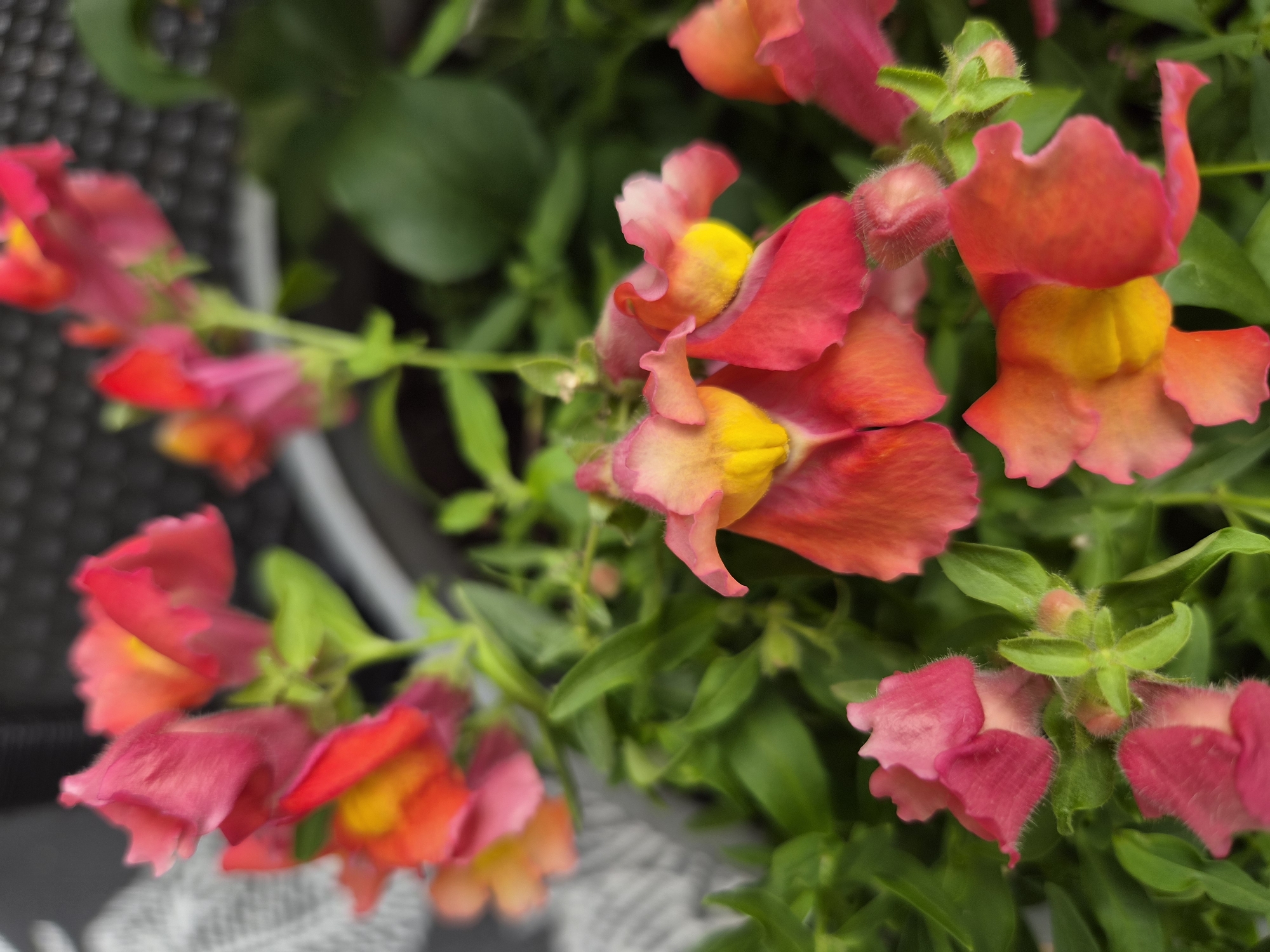 A close-up, eye-level, medium shot captures a cluster of vibrant snapdragon flowers in bloom. The flowers are predominantly in shades of pink, red, and orange, with yellow centers. Their petals are soft and velvety, some appearing slightly fuzzy. Lush green foliage surrounds the blossoms, creating a rich backdrop. The flowers are arranged in a way that suggests they are growing in a garden or a planter. The background is softly blurred, with hints of a dark, textured surface and a lighter, woven material, possibly a basket or a piece of fabric. The lighting is natural and diffused, highlighting the delicate textures and colors of the flowers. The image was taken in Heberg, Sweden, on June 23, 2024.