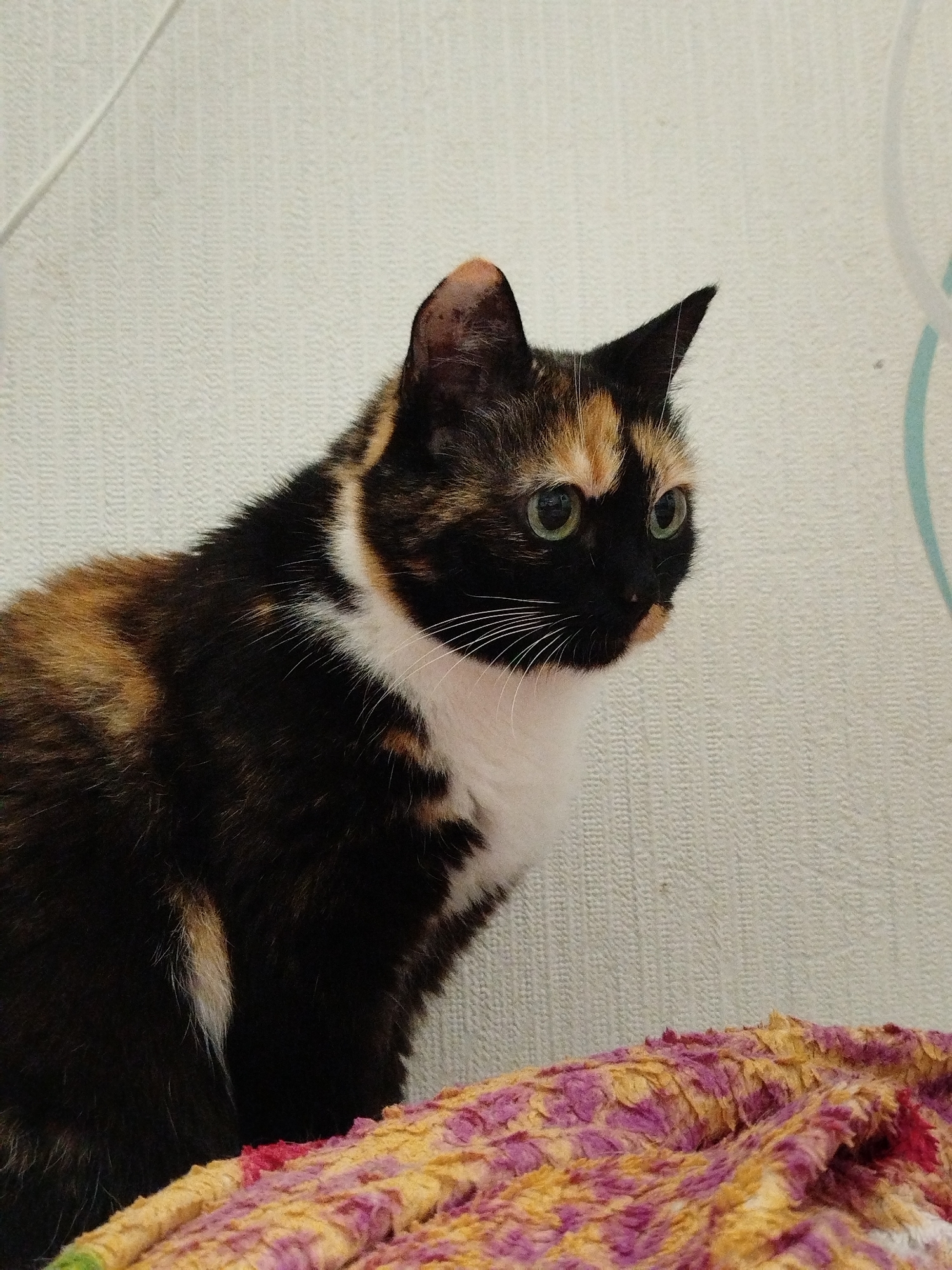 A tortoiseshell cat with green eyes is sitting on a textured surface in front of a textured wall. The cat is facing to the right, with its head turned slightly. The wall is light-colored and appears to have a subtle striped pattern. The textured surface is a colorful blanket with shades of pink, yellow, and orange. The background shows a faint light blue and white abstract design on the wall. The cat has patches of black, orange, and white fur. Its ears are pointed and its whiskers are visible.