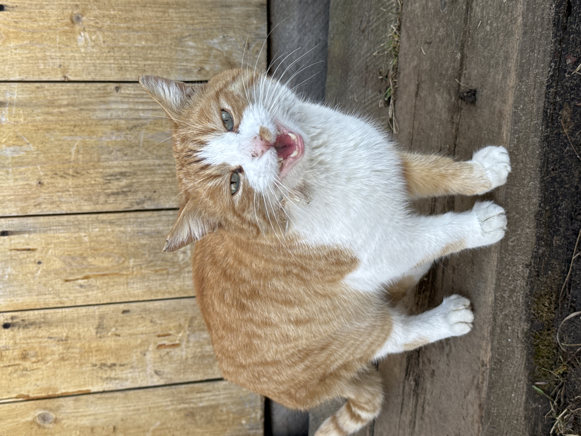 An orange and white cat is sitting on a wooden surface near a wooden wall. The cat is looking up and has its mouth open, as if meowing. The location is not discernable from the image.