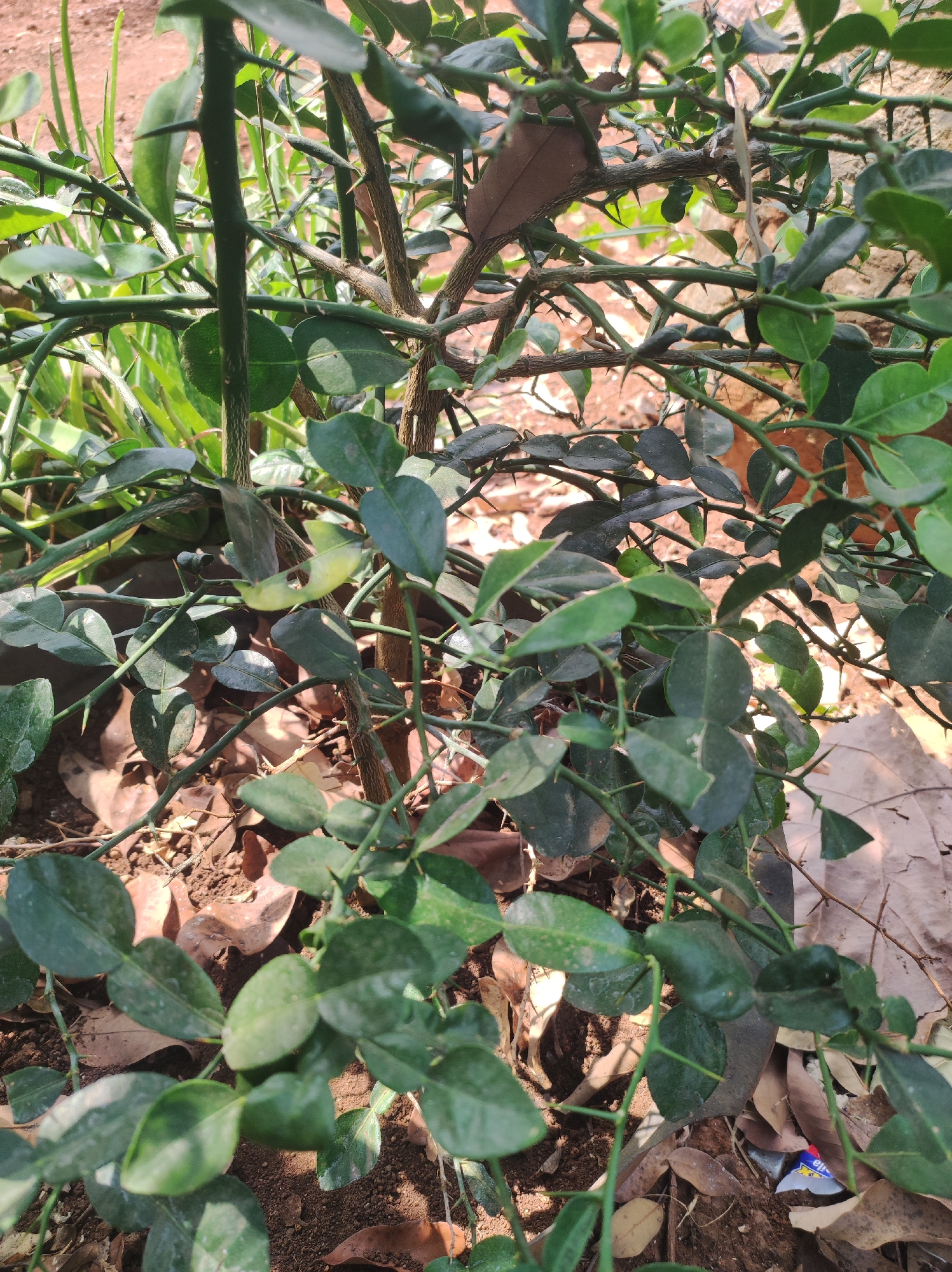 A close-up, ground-level, outdoor shot displays a thorny citrus plant in Mojopuro, Indonesia. The plant's branches are covered in sharp thorns, and its leaves are a deep green. The ground beneath the plant is covered with brown soil and fallen leaves, with a small piece of red and blue plastic visible on the ground. The lighting suggests a sunny day, with shadows cast by the leaves and branches.