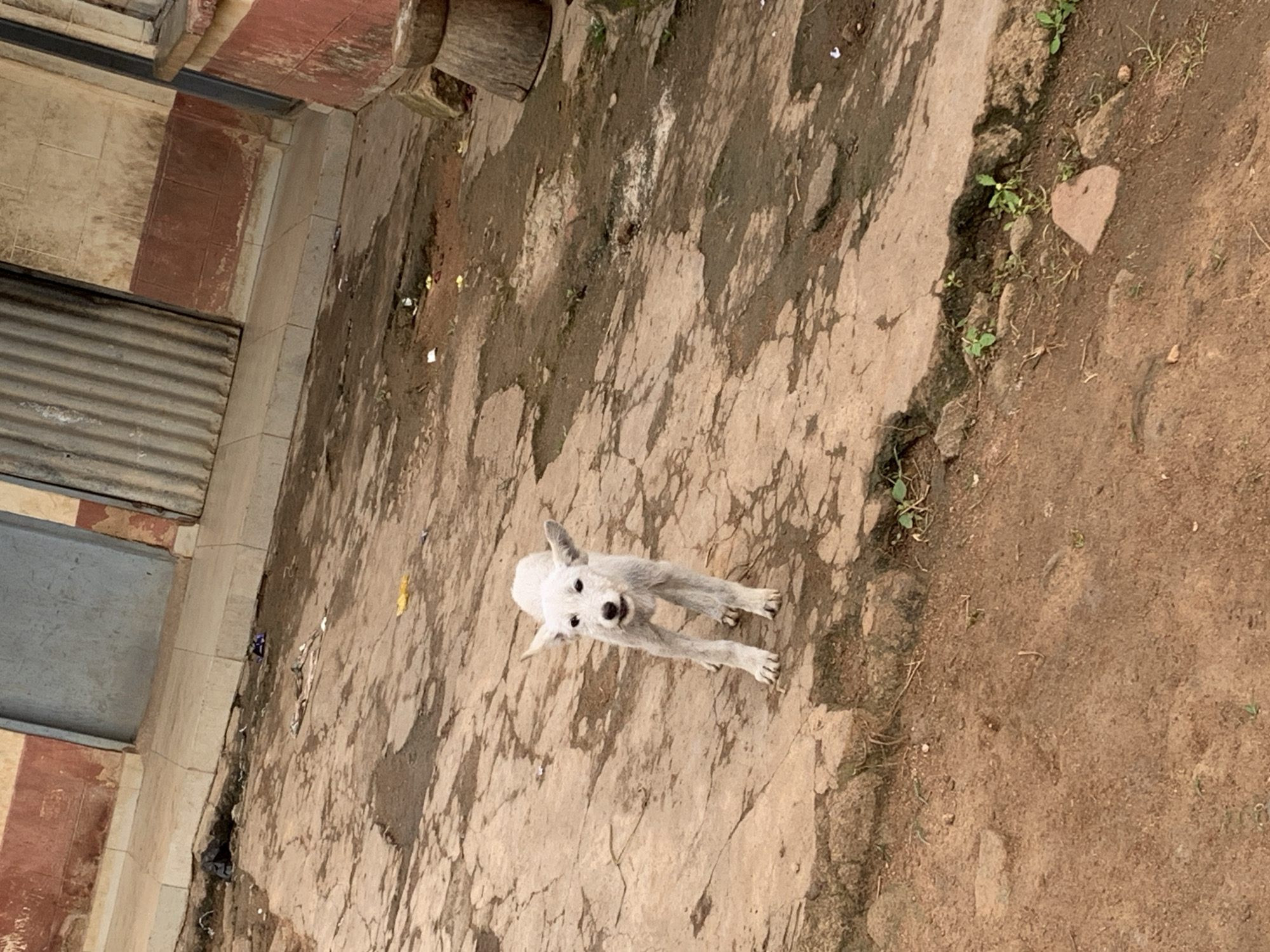 A small, light-colored dog stands on a cracked, earthy surface in front of a building. The building appears to have a reddish-brown base and a grey metal door, with corrugated metal siding on the right. The ground is littered with debris, including plastic bags and paper. The scene suggests an outdoor, possibly urban environment in Kuru Karama, Nigeria. The dog is facing the camera, with its mouth slightly open and ears perked up. The lighting is diffused, indicating an overcast day.