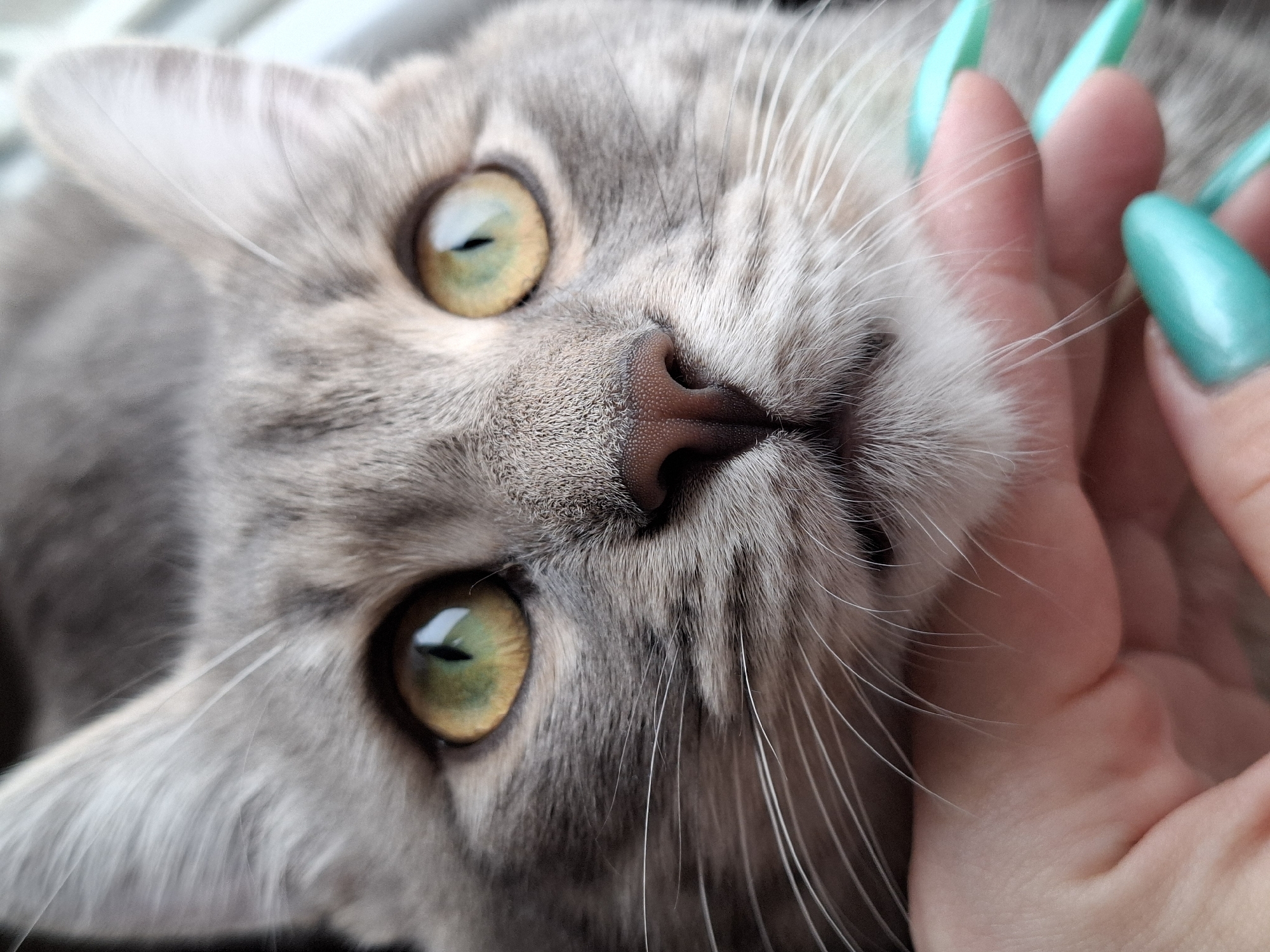 A close-up photograph shows a gray cat with yellow-green eyes and a pink nose. A human hand with long, turquoise-colored nails rests on the cat's head. The scene is likely indoors, but the specific location in Novi Sad, Serbia is not discernible from the image alone. The primary subjects are the cat and the hand. The action is the hand touching or petting the cat.