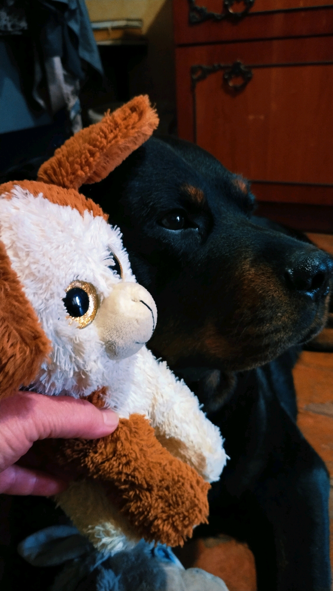 A black and tan Rottweiler dog rests its head near a plush toy dog held by a person's hand. The toy dog is white and brown with large, sparkly gold eyes and floppy brown ears. The Rottweiler's dark fur and tan markings are visible, with its head positioned to the right of the frame. In the background, a reddish-brown wooden dresser with decorative metal handles is slightly visible. The setting appears to be indoors, possibly a living room or bedroom, with a darker background suggesting ambient lighting. The image is a close-up shot, focusing on the interaction between the dog and the toy. The location of this image is the city of Horishni Plavni, Ukraine.