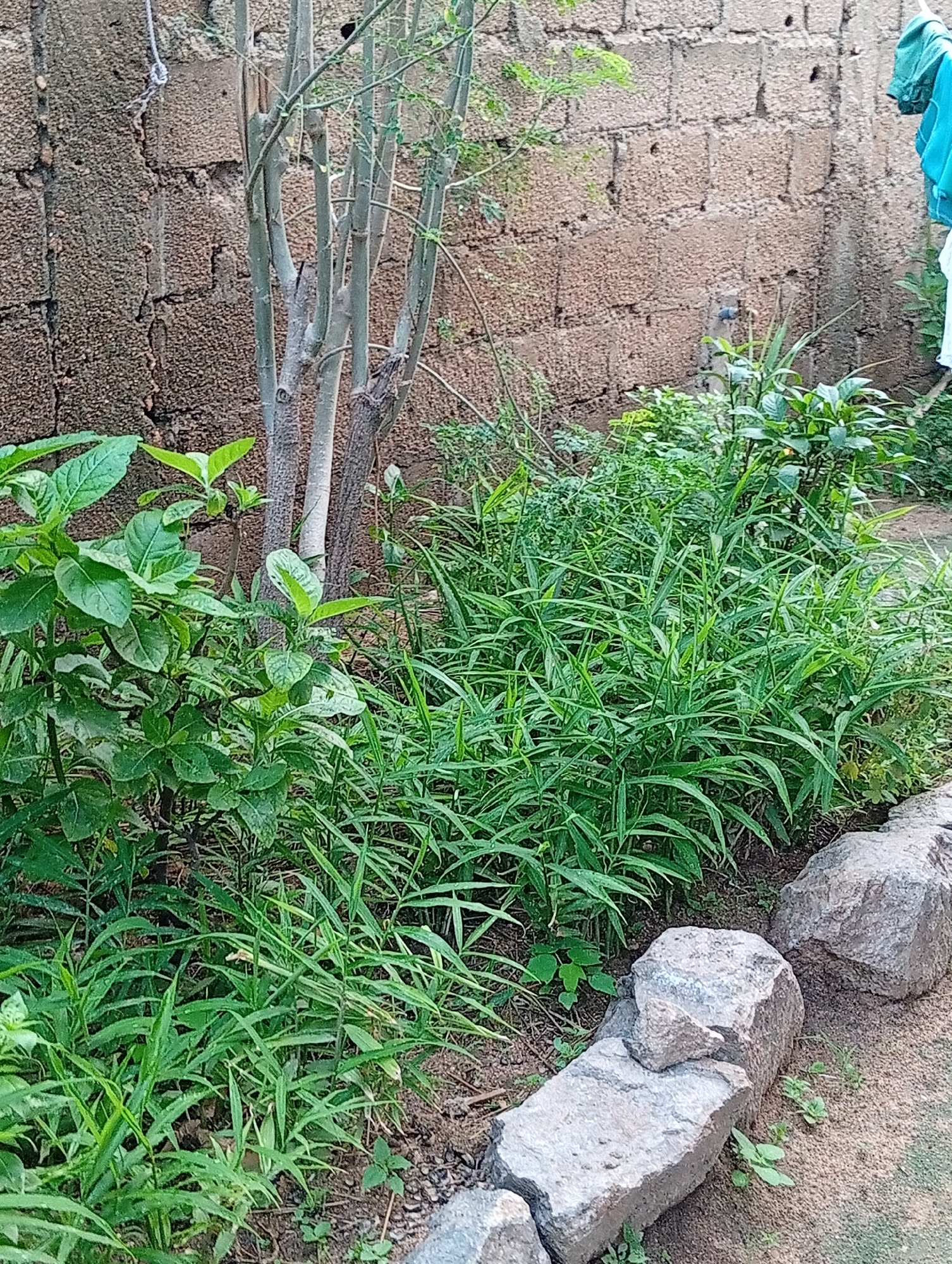 The image shows an outdoor scene in Jalingo, Nigeria, with a focus on a lush garden area bordering a rough brick wall. The wall, constructed from large, rough-textured grey blocks, dominates the background and shows signs of age and weathering, with some cracks and discoloration. To the left of the wall, a thin, branching tree with greyish bark and sparse green leaves stands out.
In front of the wall and the tree, a variety of green plants create a dense ground cover. Prominent among these are tall, slender plants with long, grass-like leaves that form a thick clump in the mid-ground and extend towards the right of the frame. To the left of these, a bushier plant with broader, ovate green leaves is visible, with its branches reaching upwards. The ground is a mix of soil and sand, with small pebbles scattered around.
In the foreground, several large, grey rocks are placed along the edge of the garden, creating a natural border. These rocks are irregular in shape and texture. Small, green shoots of new growth are emerging from the soil around the rocks and among the plants. The overall impression is one of a vibrant, somewhat wild garden thriving in a modest urban setting. There are no people visible in the image, and no specific actions are depicted, beyond the natural growth of the plants. The lighting suggests it is daytime, with the scene being naturally illuminated.