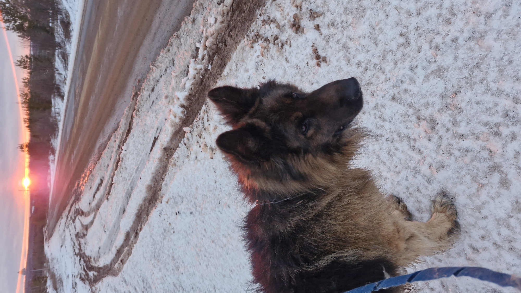 A long-haired German Shepherd-type dog, with a dark face and brown and black fur, is the central subject of the image. The dog is positioned on a snowy roadside, looking upwards and slightly to the right, appearing alert and attentive. Its body is partially visible, and a blue leash can be seen in the lower right corner, suggesting it is being walked.
The scene depicts a snowy environment, likely a rural or semi-rural area in Otchor, Russia. A road, partially covered in snow and dirt, runs along the left side of the frame, disappearing into the distance. The ground immediately surrounding the dog is covered in patchy snow and some exposed dirt or mud.
The time of day is either sunrise or sunset, indicated by a bright, low sun on the horizon to the left. The sun casts a vibrant pink and orange glow across the sky, reflecting warmly on the snow, road, and the dog's fur, particularly around its neck and ears. Sparse trees line the distant horizon against the colorful sky. The overall weather appears cold due to the snow cover. There is no visible text in the image.