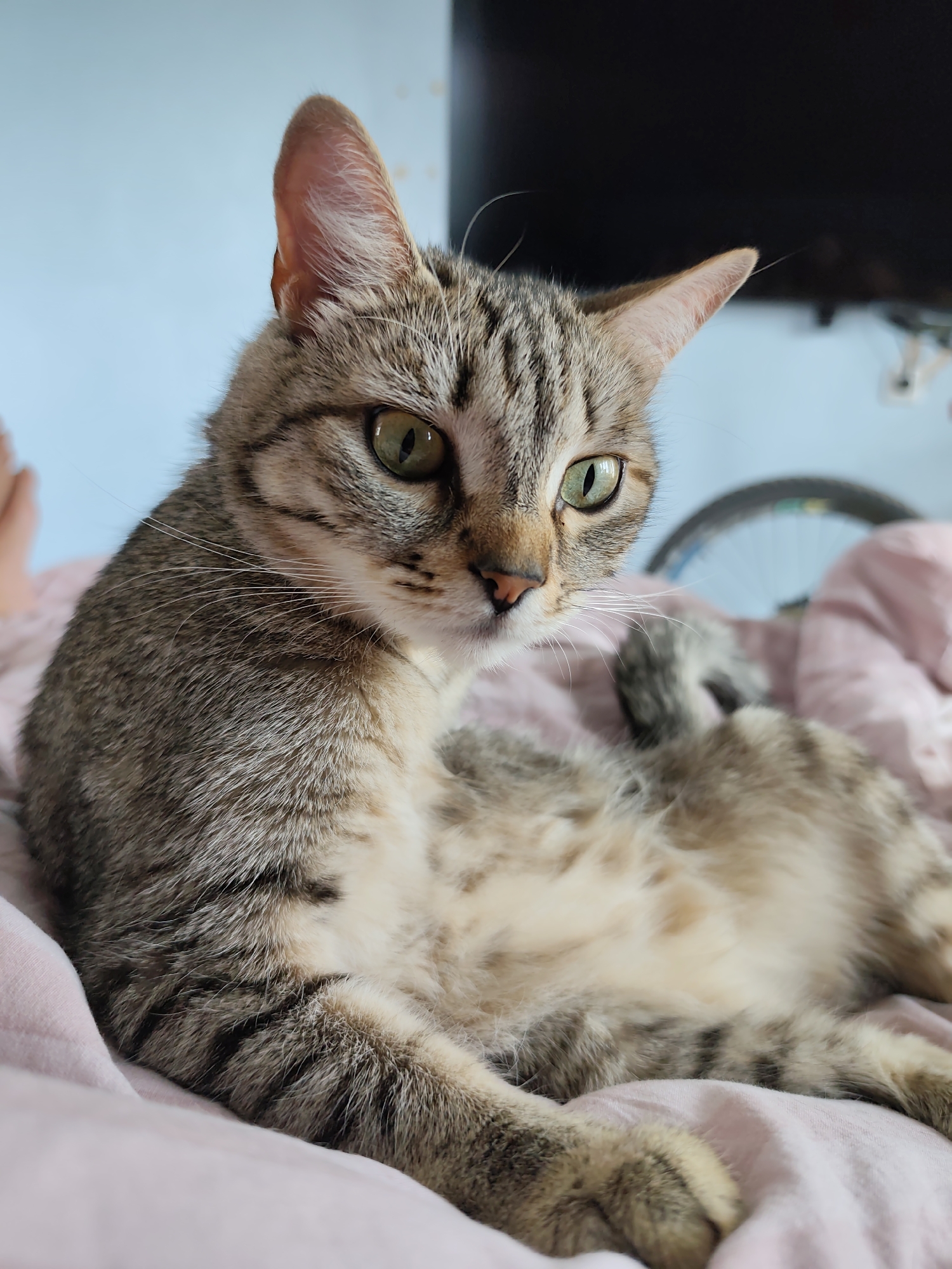 A tabby cat with green eyes and distinct brown and black stripes is lying on a pink blanket. The cat is in the foreground, with its head turned to the left and its body stretched out. The background is blurred but appears to be a room with a light blue wall and a hint of a bicycle wheel. There is no discernible information about the location in the city of Chaikovsky, Russia.