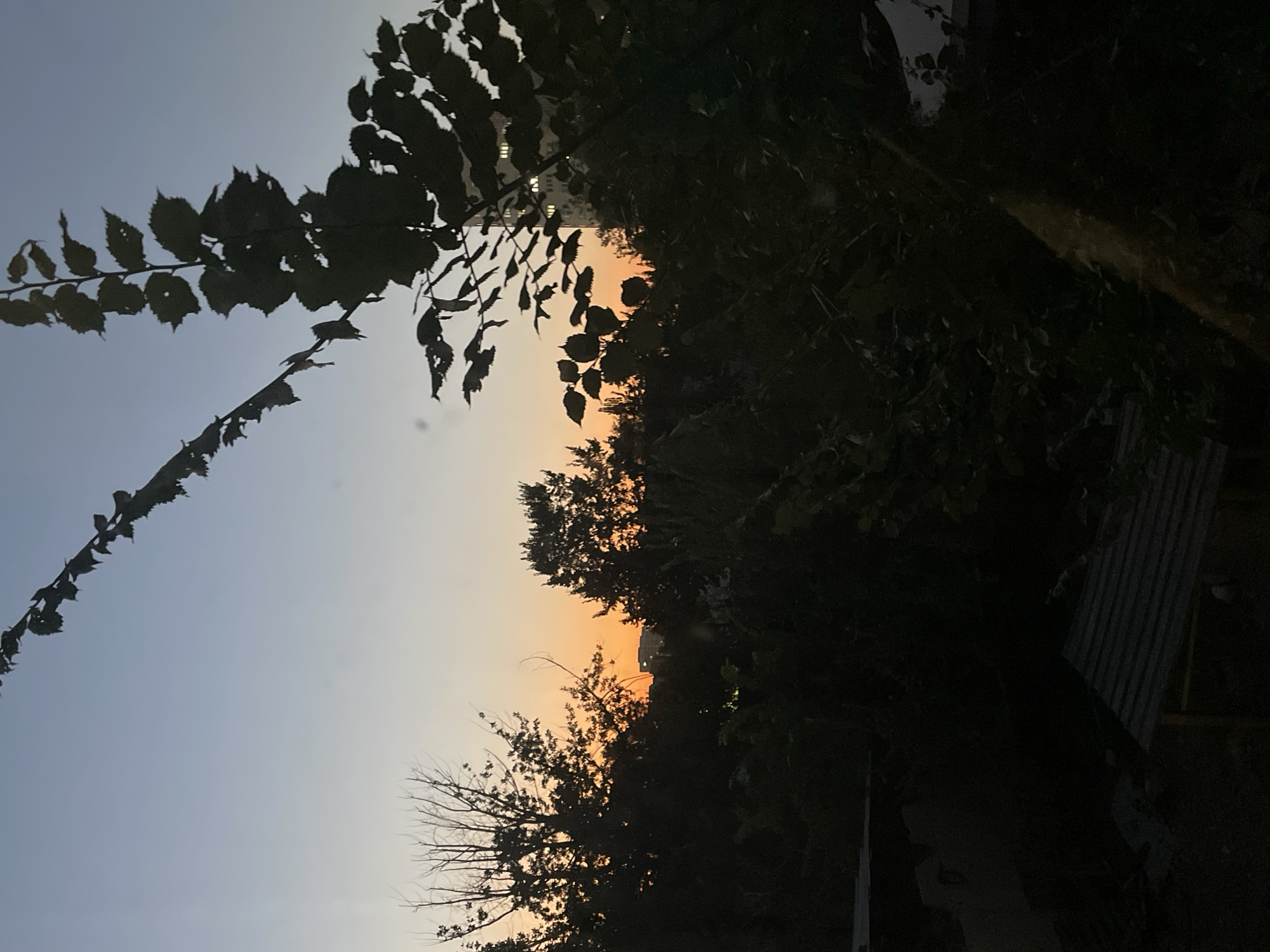 A vertical, high-angle, full shot captures a silhouetted natural landscape against a twilight sky. The sky transitions from a pale blue at the top to a vibrant orange hue closer to the horizon, indicating either sunrise or sunset. Dark silhouettes of trees and foliage dominate the mid-ground and foreground. In the distance, a tall building, likely an apartment block, is visible through the trees, with illuminated windows suggesting it is inhabited. The lower portion of the image reveals the dark silhouettes of what appear to be small structures or sheds, possibly in a backyard or garden area. The overall scene evokes a quiet, urban twilight.